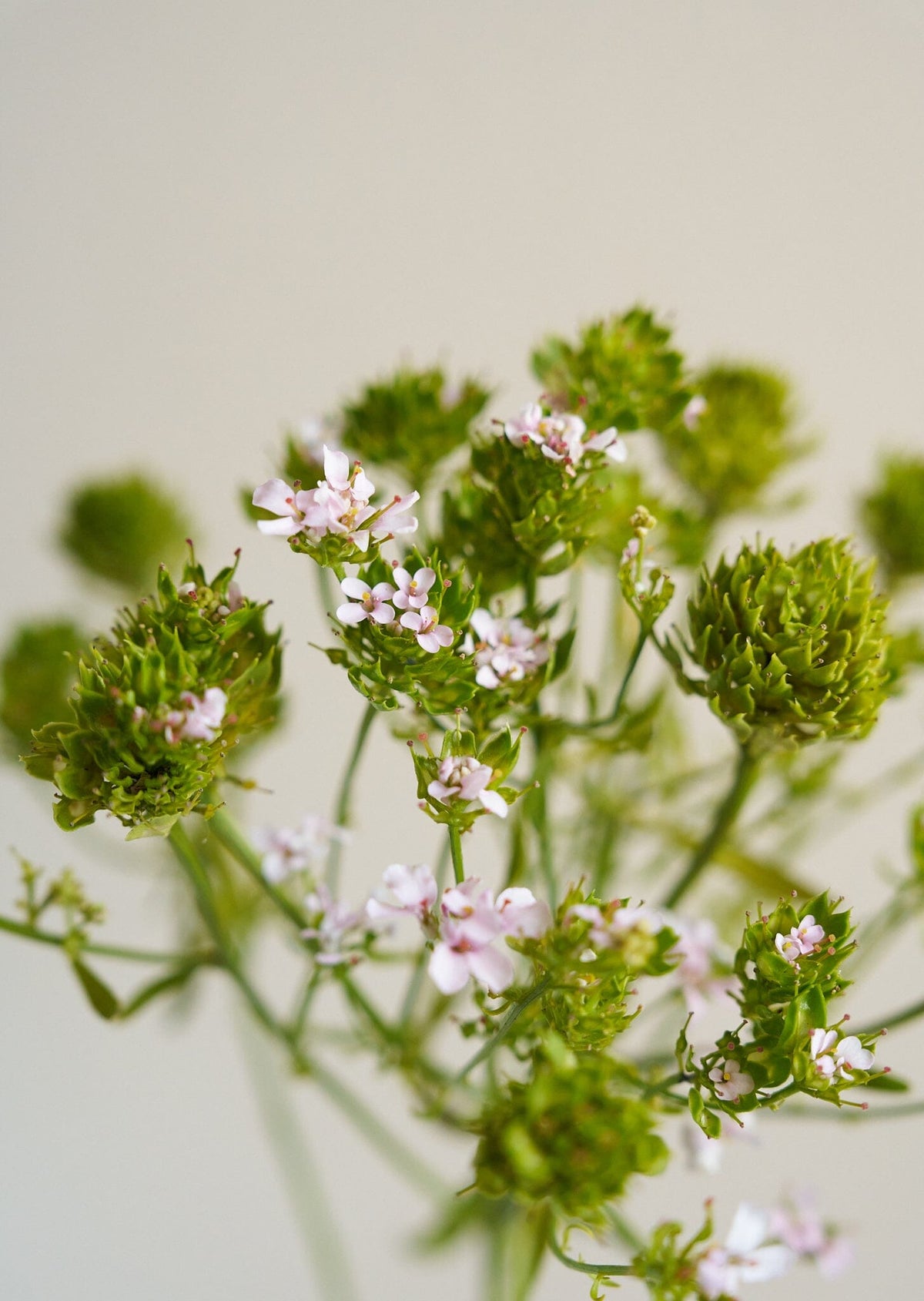 Sløjfeblomst 'Rose Cardinal'/Iberis umbellata Seed 