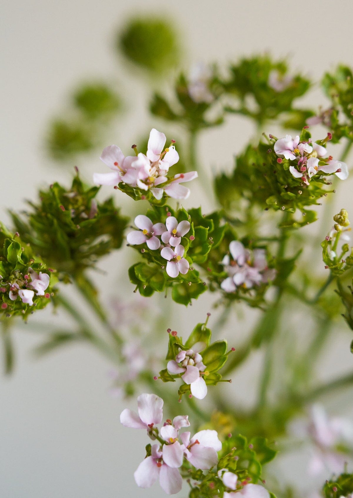 Sløjfeblomst 'Rose Cardinal'/Iberis umbellata Seed 