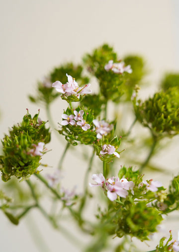 Sløjfeblomst 'Rose Cardinal'/Iberis umbellata Seed 