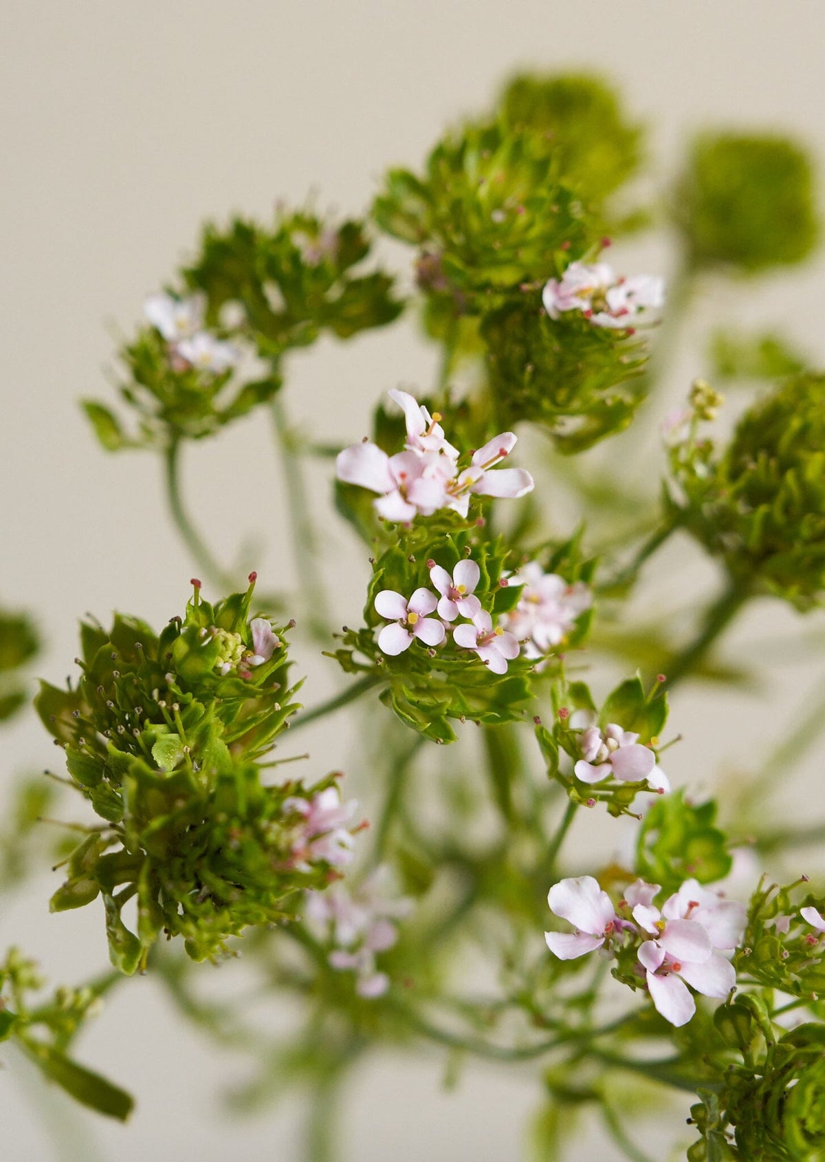 Sløjfeblomst 'Rose Cardinal'/Iberis umbellata Seed 