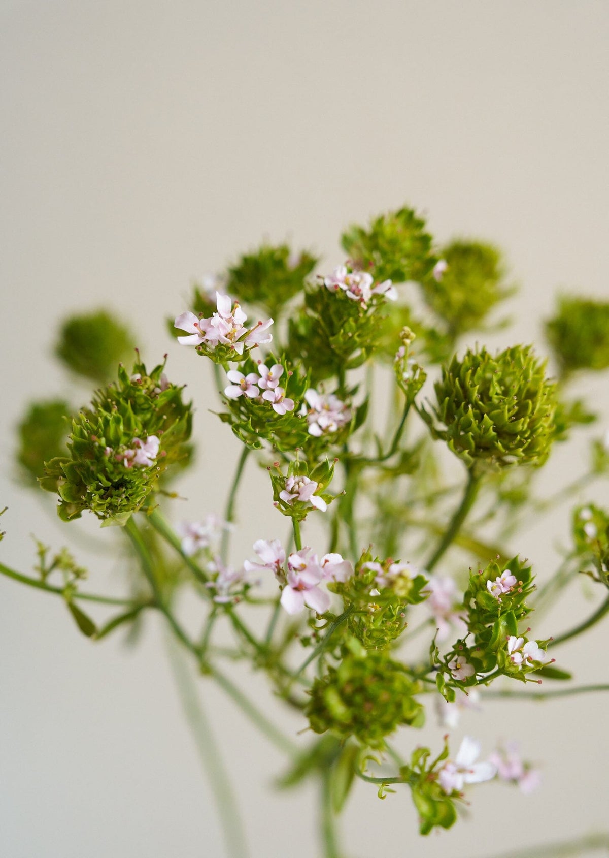 Sløjfeblomst 'Rose Cardinal'/Iberis umbellata Seed 
