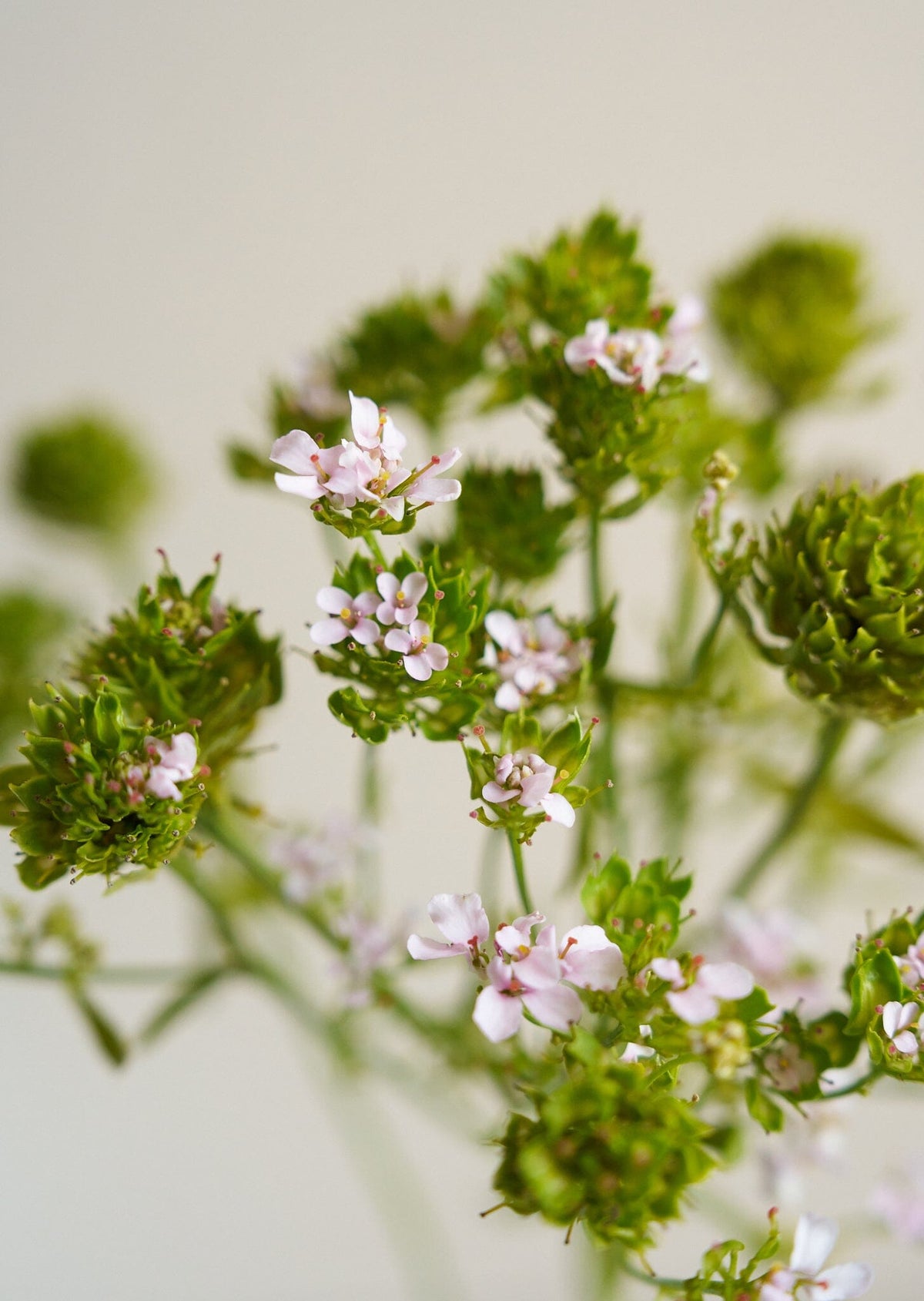Sløjfeblomst 'Rose Cardinal'/Iberis umbellata Seed 