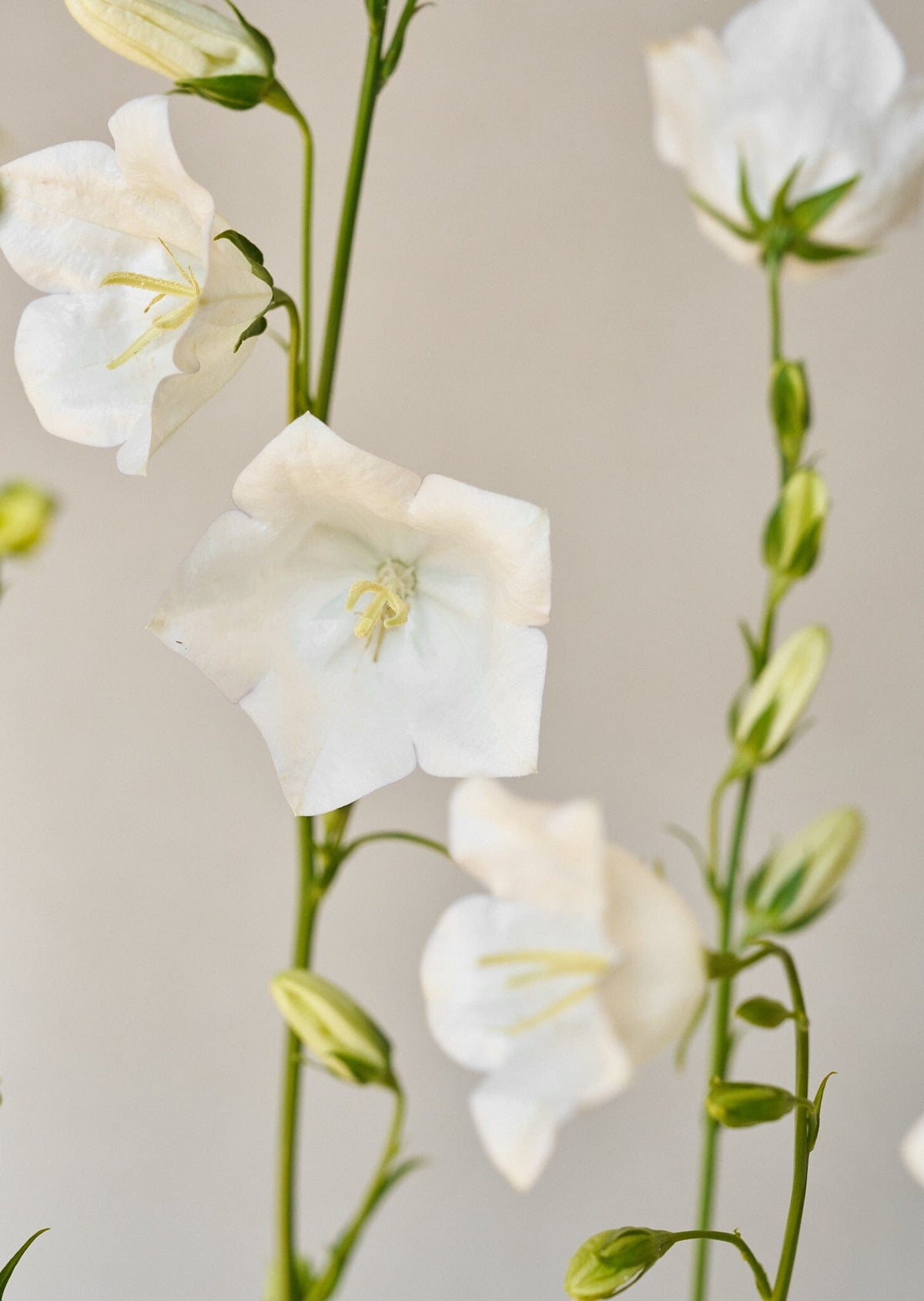 Smalbladet Klokke 'White' Seed 