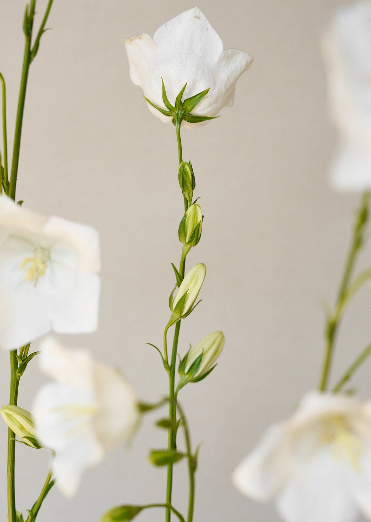 Smalbladet Klokke 'White' Seed 
