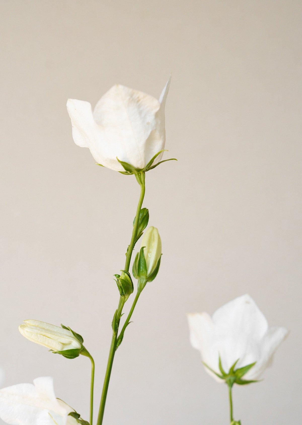 Smalbladet Klokke 'White' Seed 