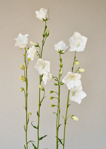 Smalbladet Klokke 'White' Seed 