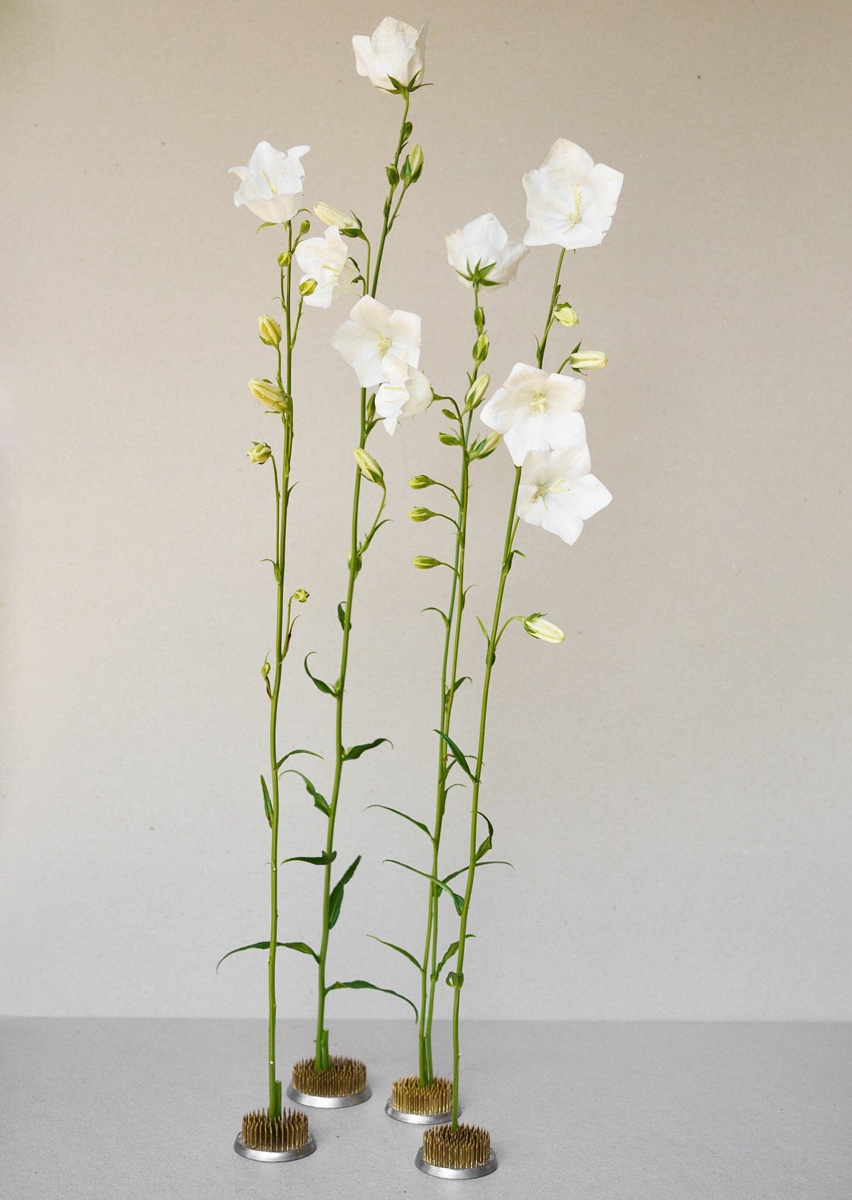 Smalbladet Klokke 'White' Seed 