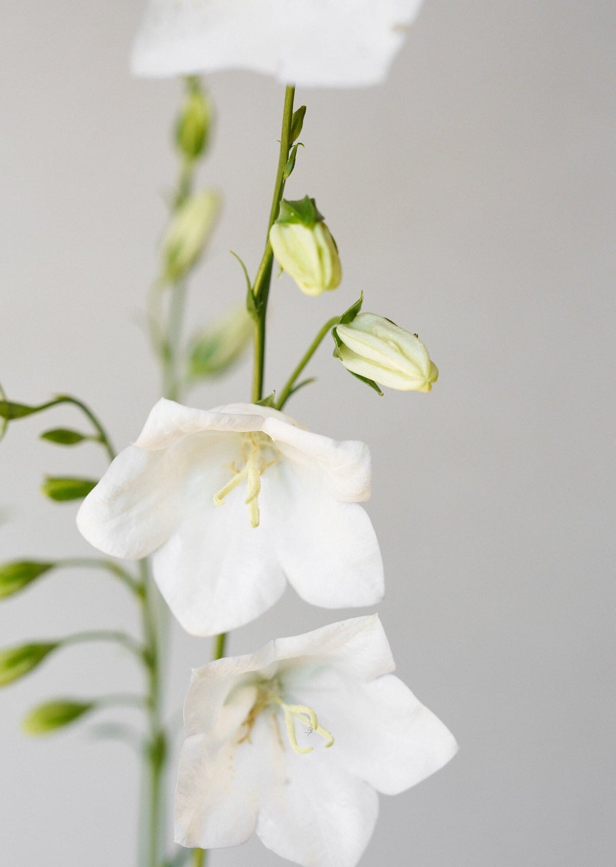 Smalbladet Klokke 'White' Seed 