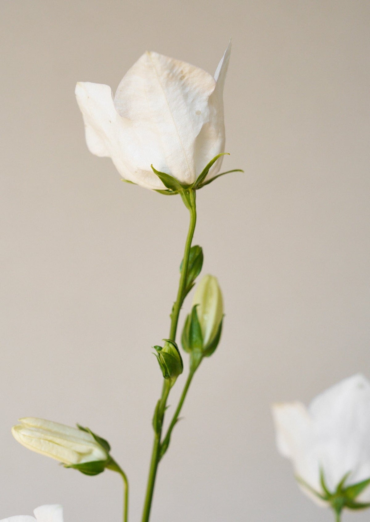 Smalbladet Klokke 'White' Seed 