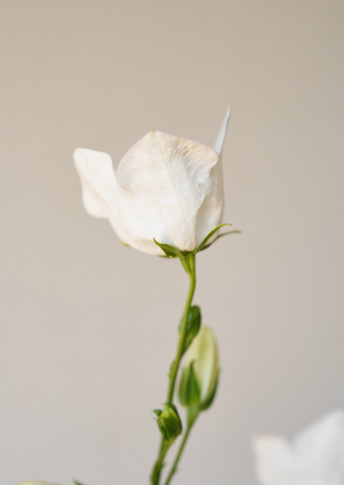 Smalbladet Klokke 'White' Seed 