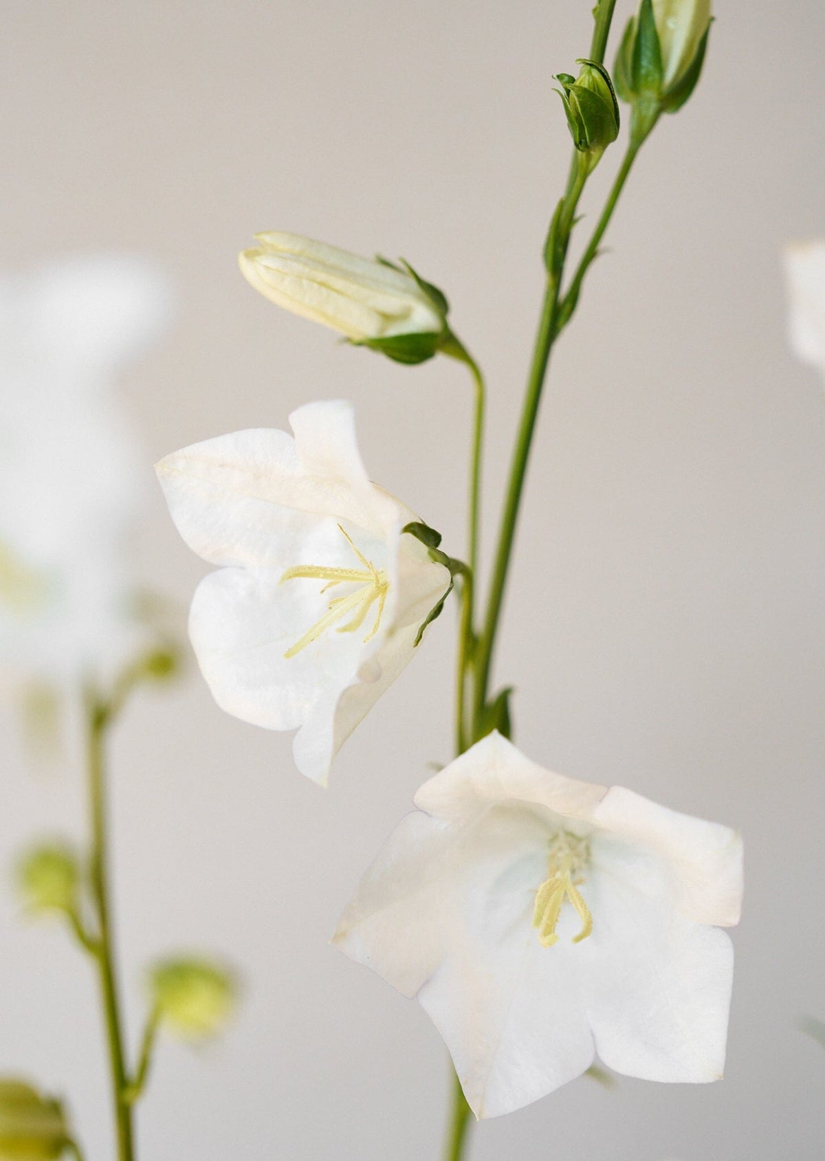Smalbladet Klokke 'White' Seed 
