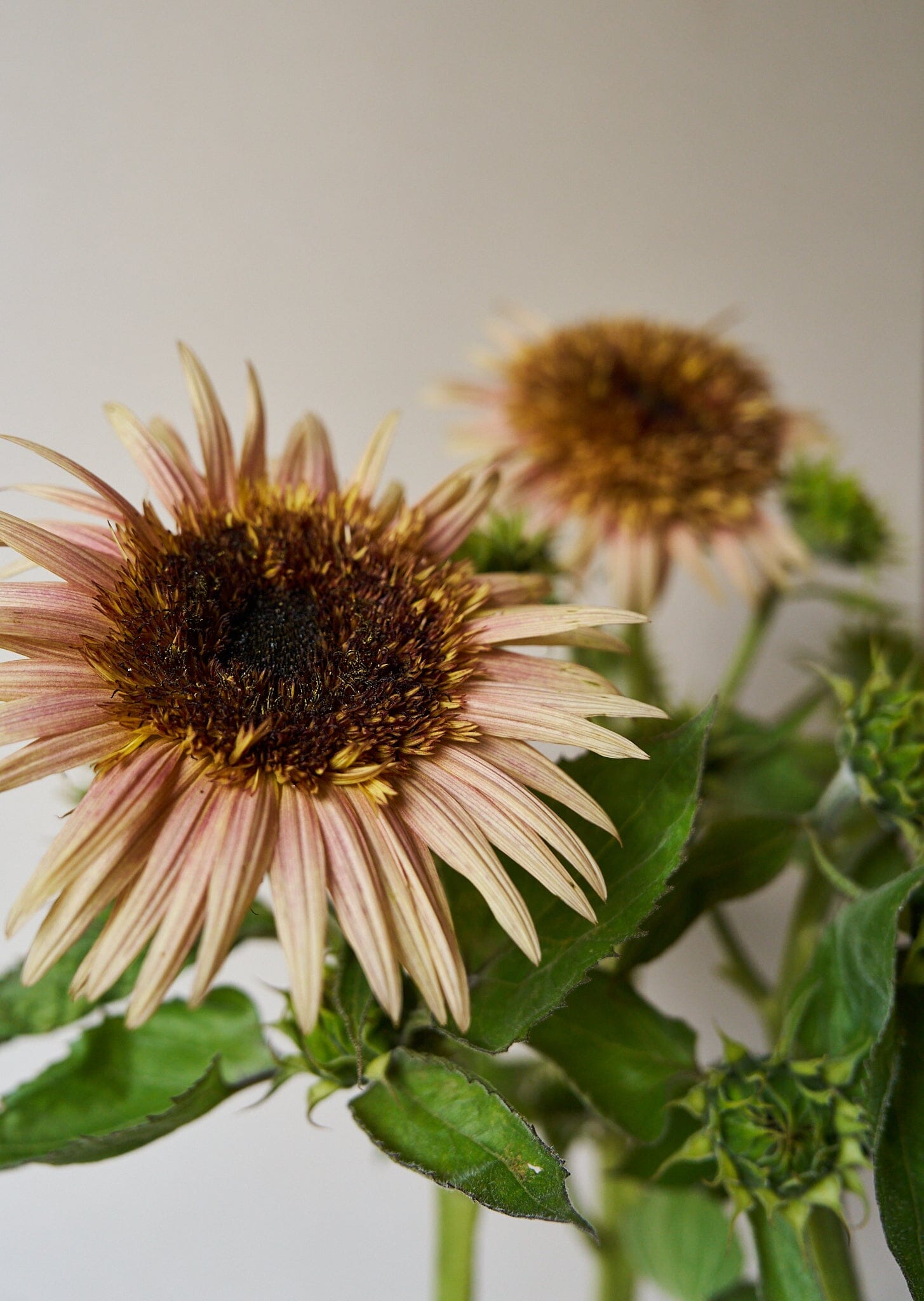Solsikke 'Astra Rose Cream' Seed 