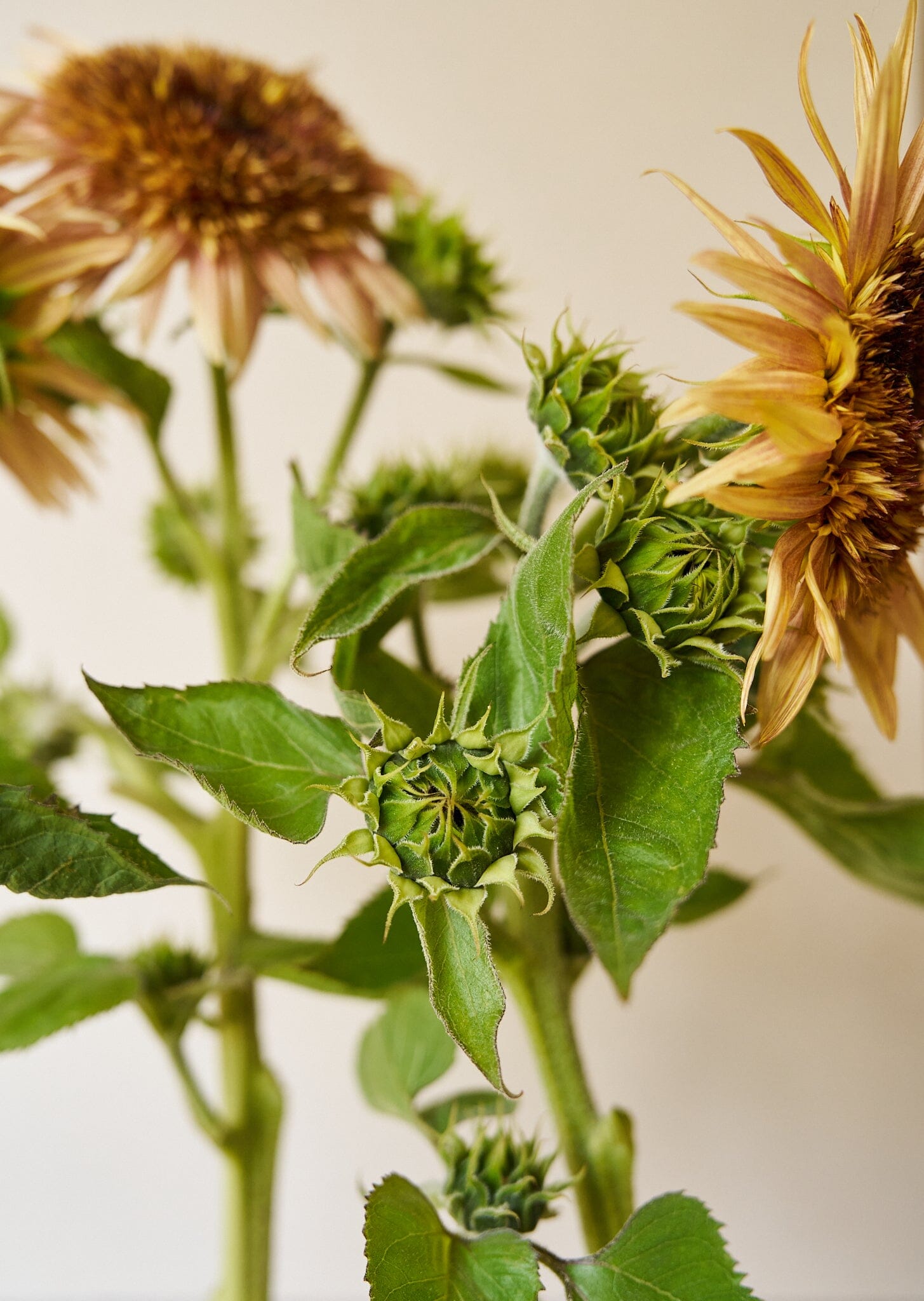 Solsikke 'Astra Rose Cream' Seed 