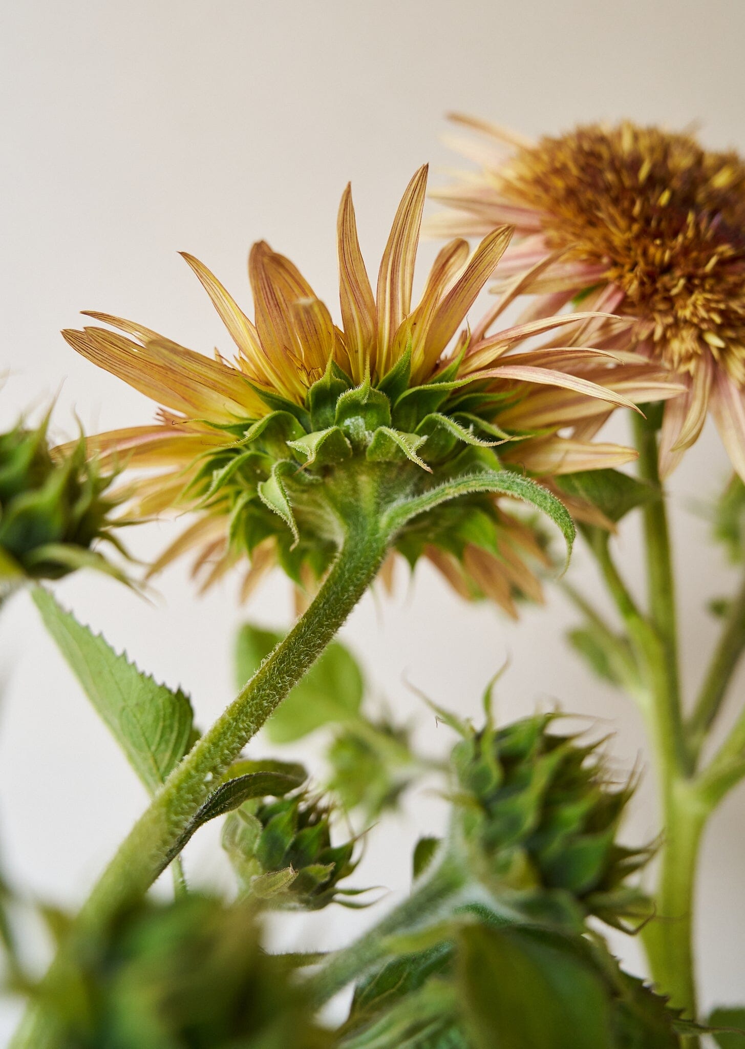 Solsikke 'Astra Rose Cream' Seed 