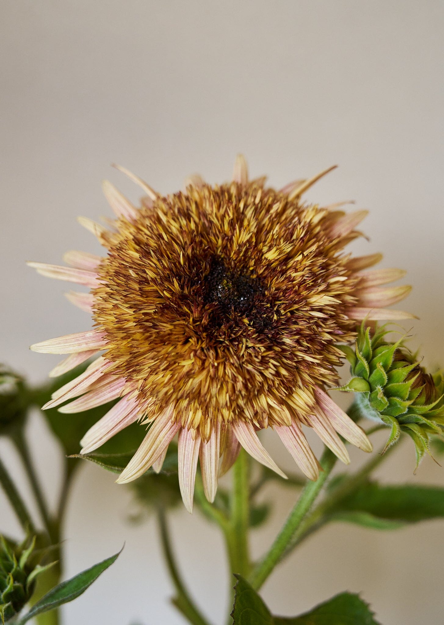 Solsikke 'Astra Rose Cream' Seed 