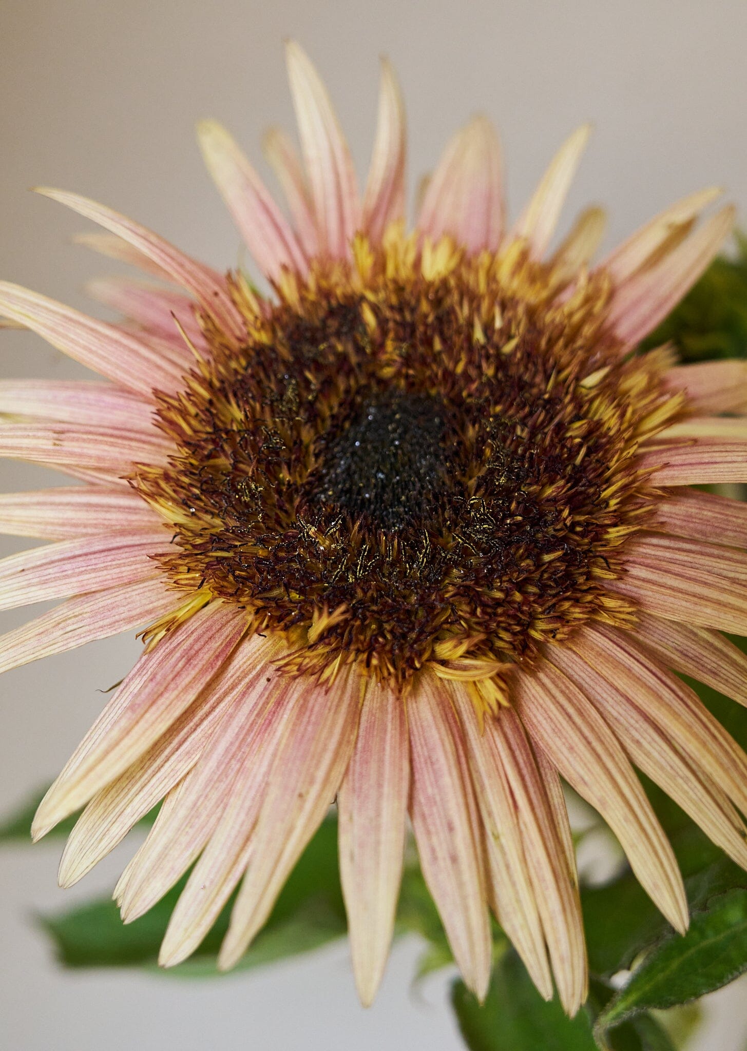 Solsikke 'Astra Rose Cream' Seed 