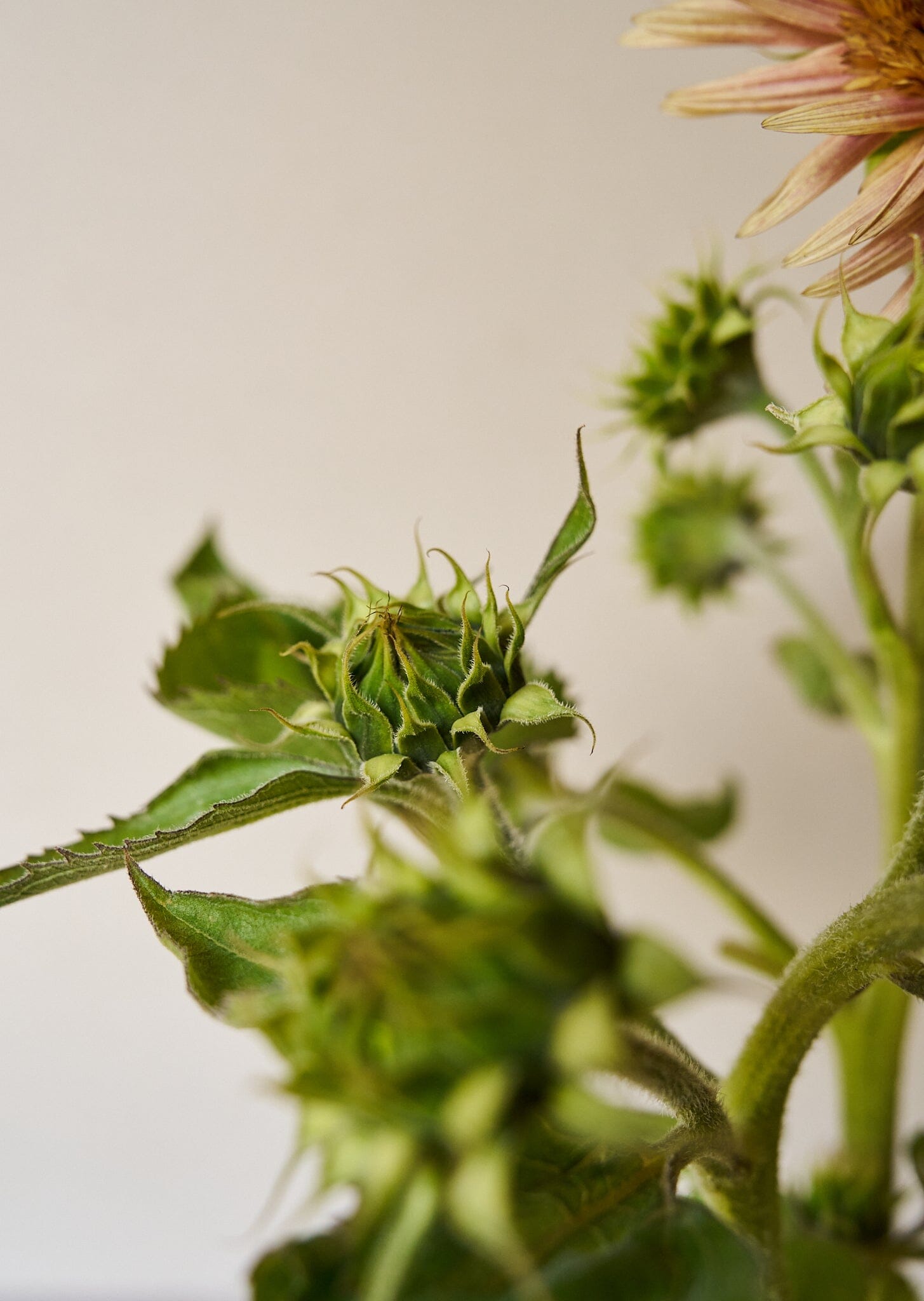 Solsikke 'Astra Rose Cream' Seed 