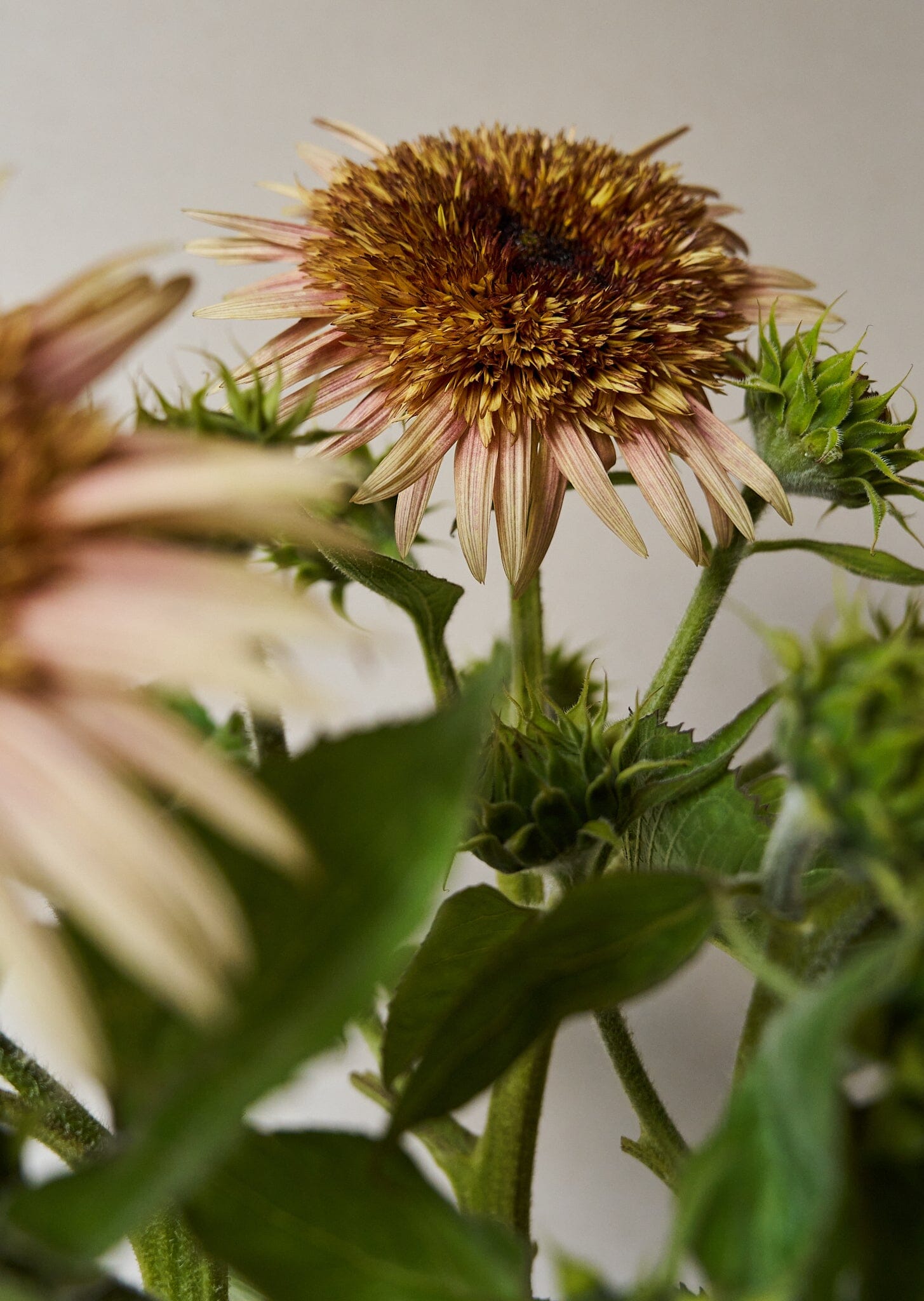 Solsikke 'Astra Rose Cream' Seed 