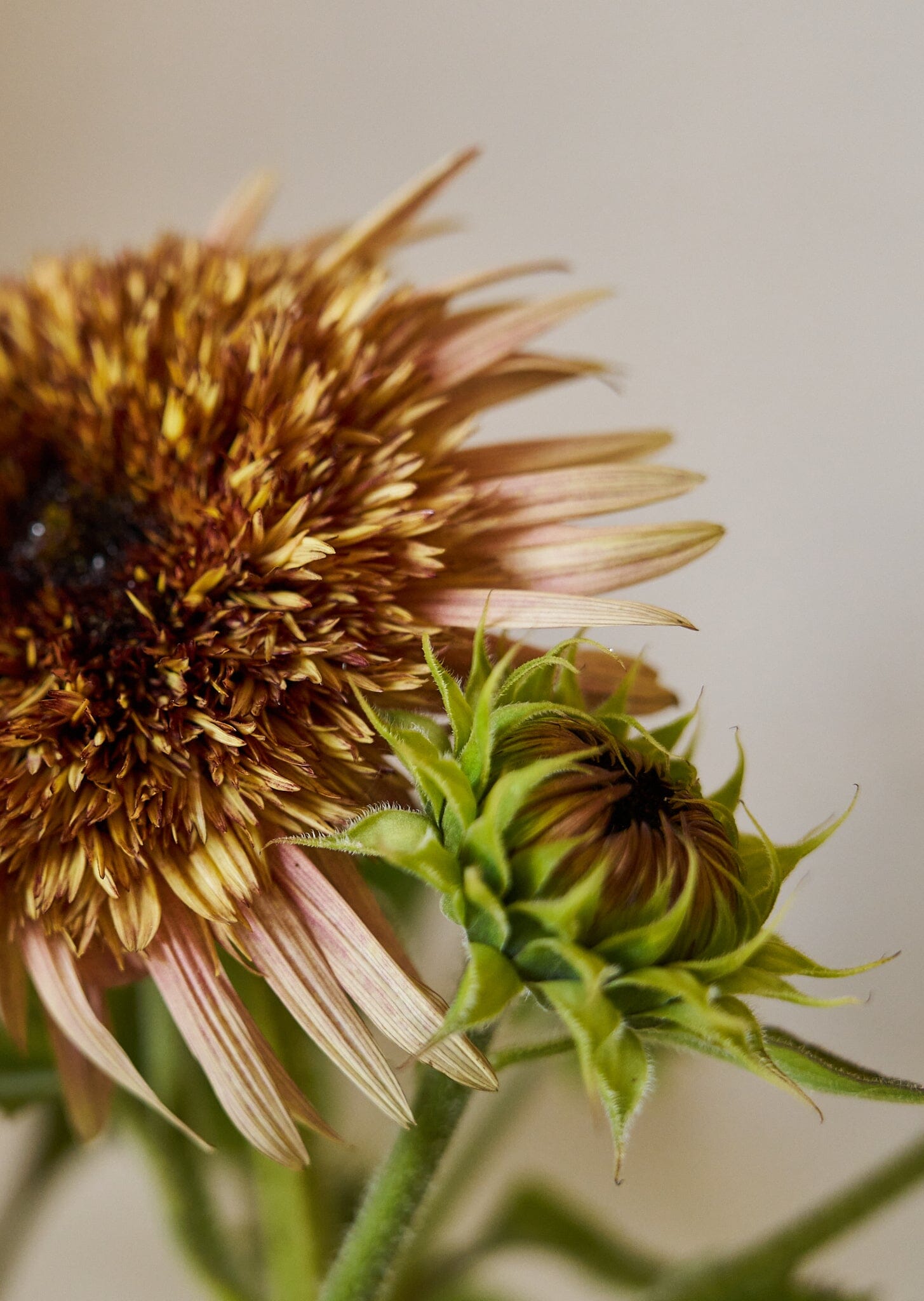 Solsikke 'Astra Rose Cream' Seed 