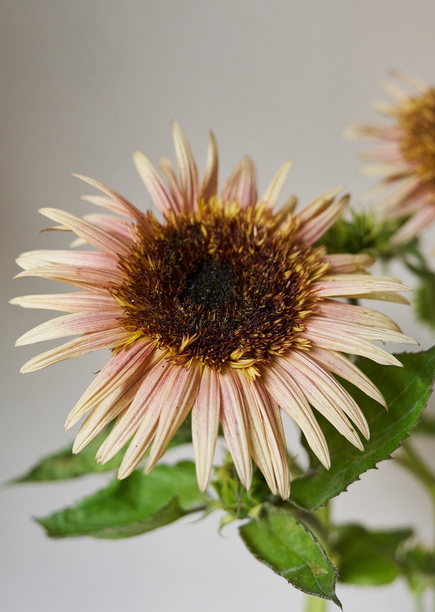 Solsikke 'Astra Rose Cream' Seed 