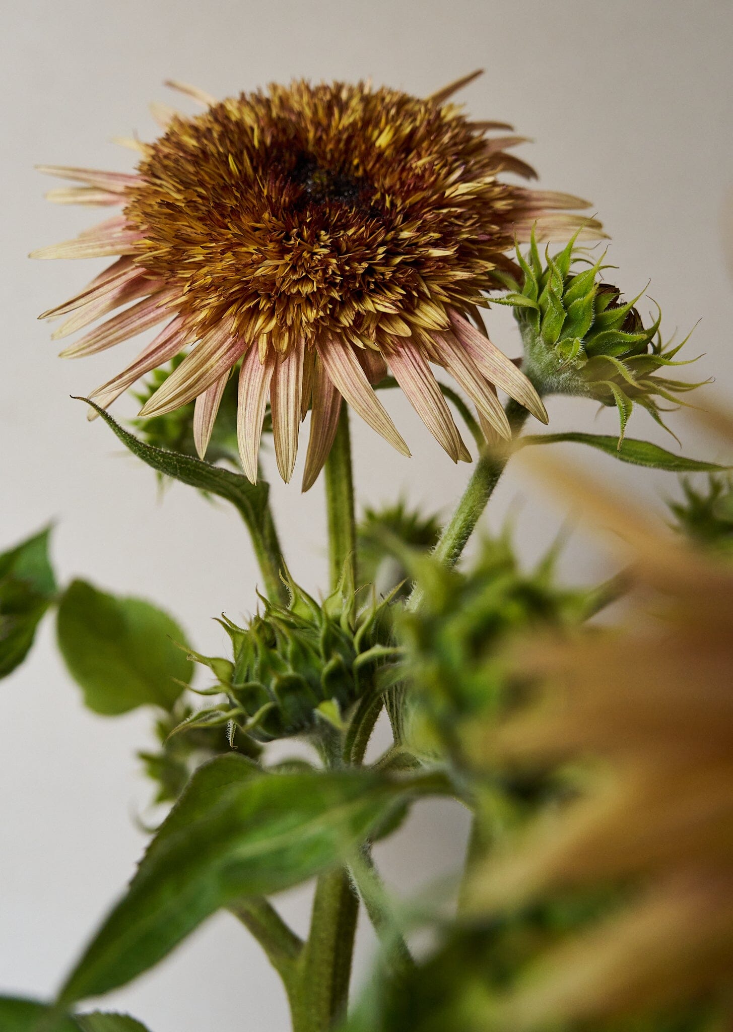 Solsikke 'Astra Rose Cream' Seed 