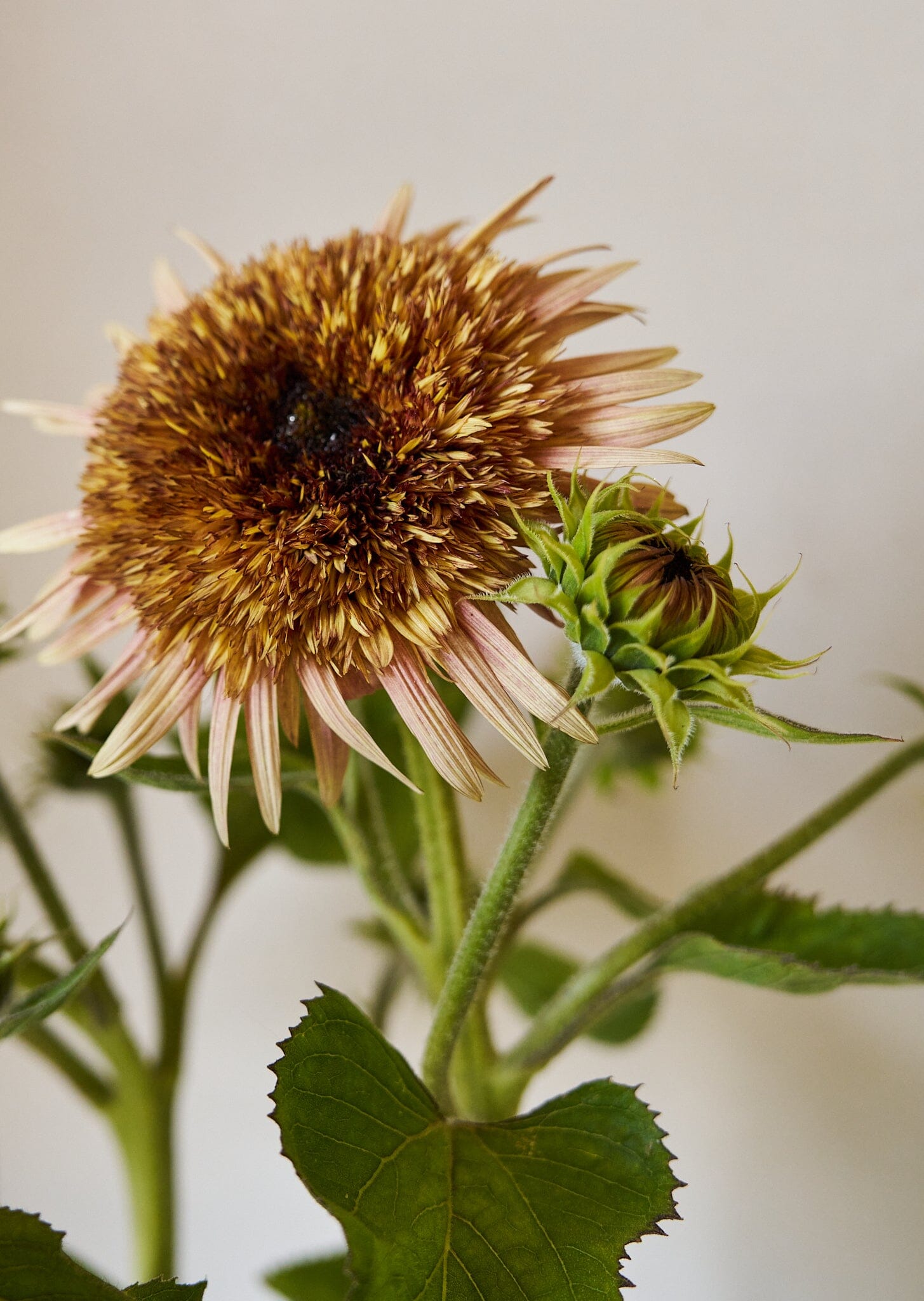 Solsikke 'Astra Rose Cream' Seed 