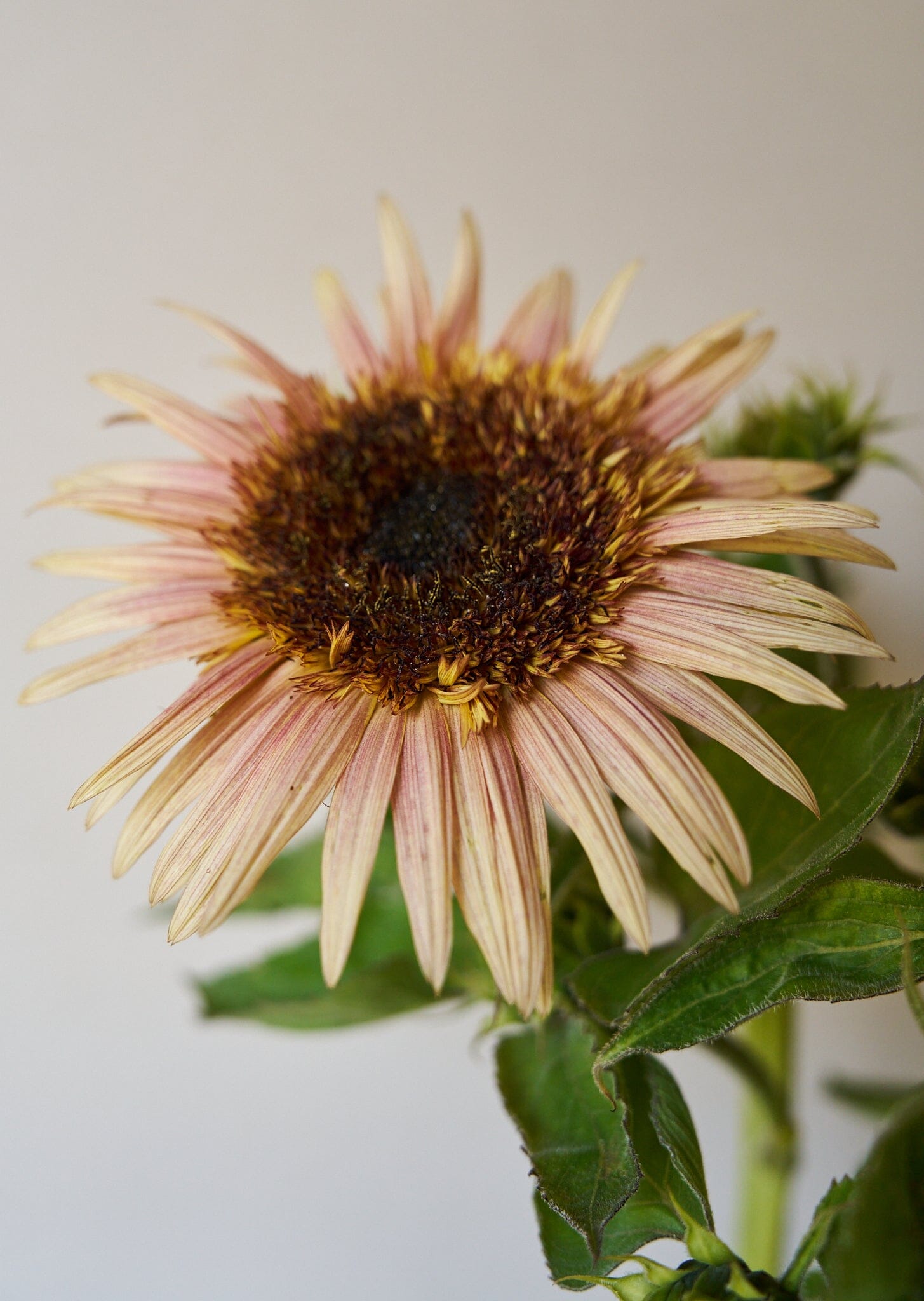 Solsikke 'Astra Rose Cream' Seed 