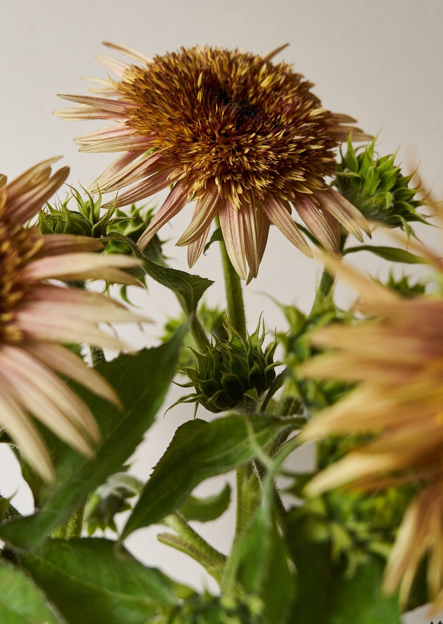 Solsikke 'Astra Rose Cream' Seed 