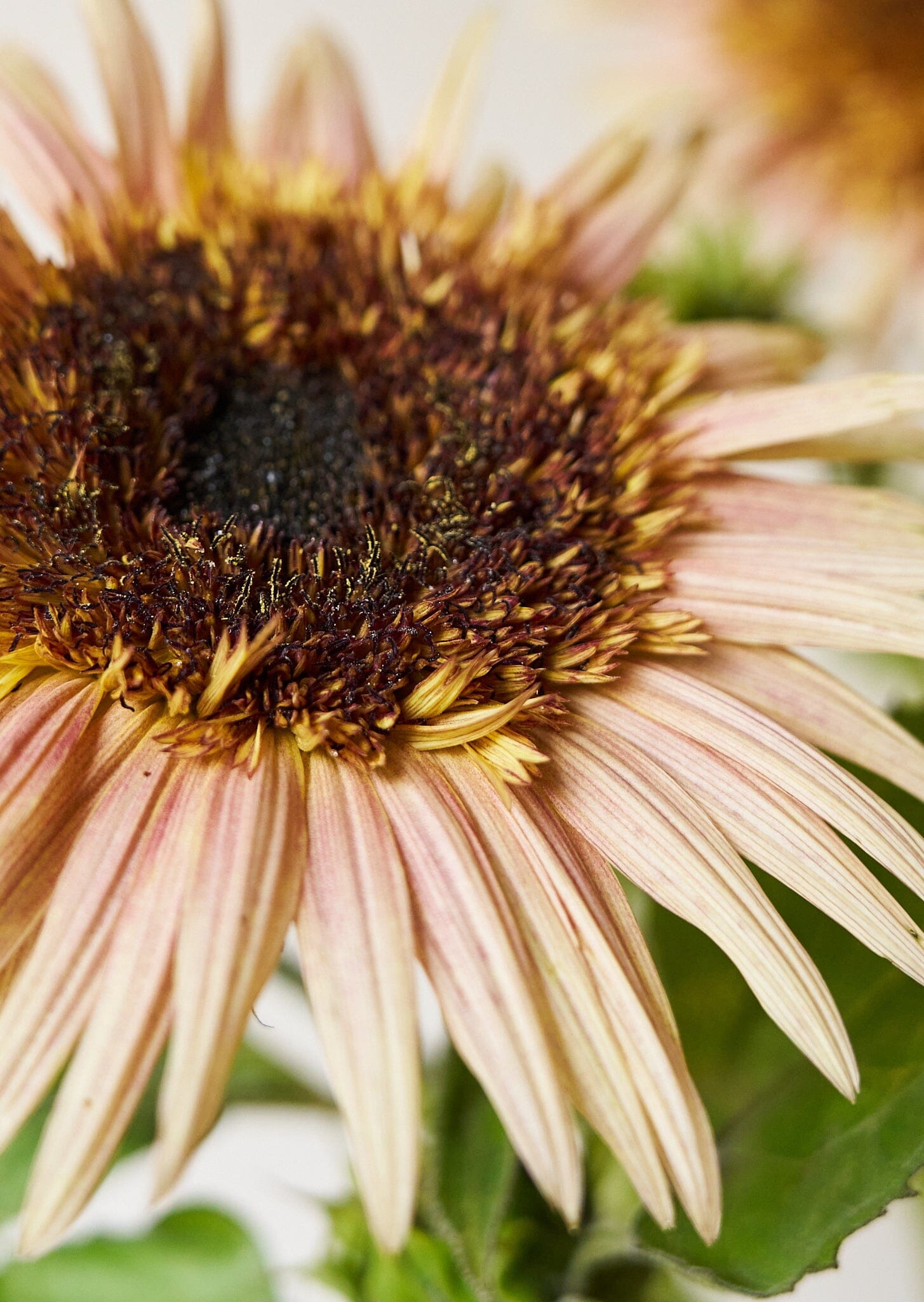 Solsikke 'Astra Rose Cream' Seed 