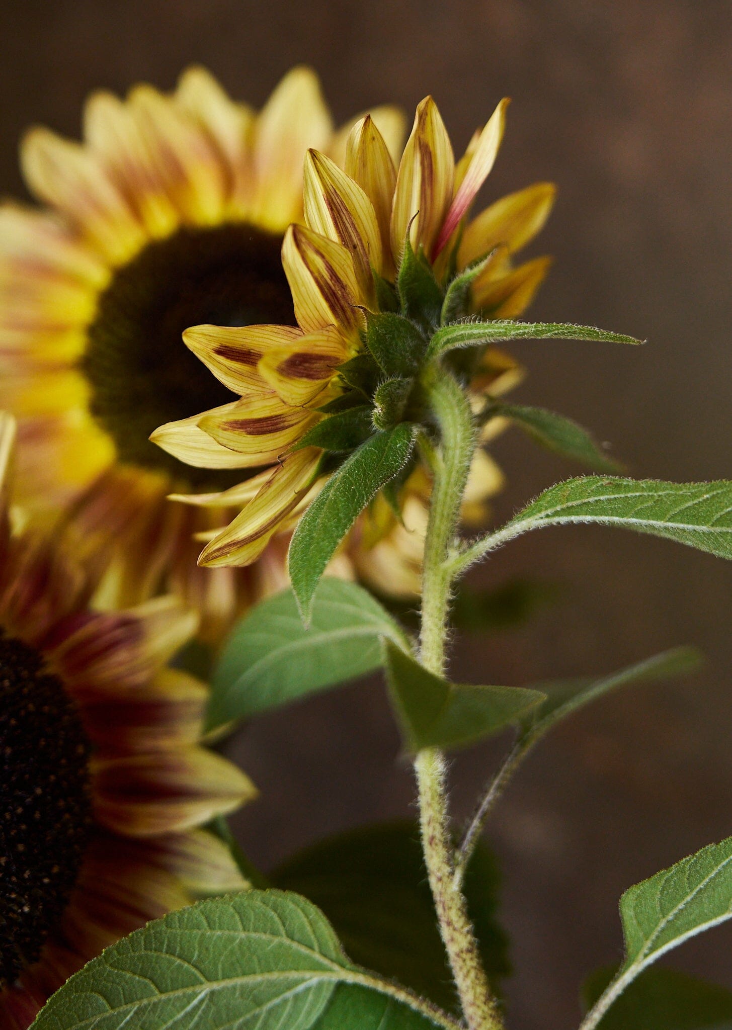 Solsikke 'Bicolour Marley' Seed 