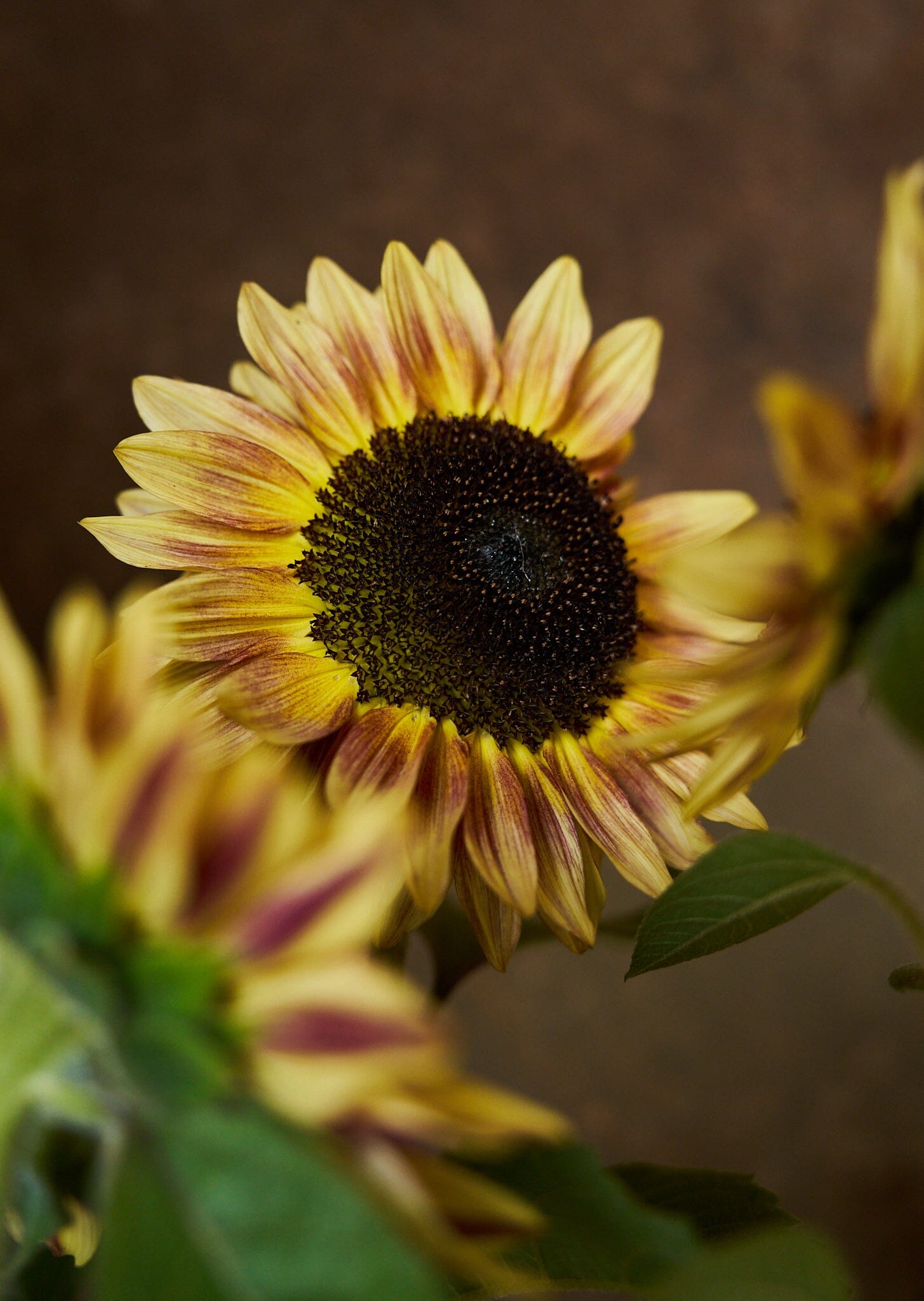 Solsikke 'Bicolour Marley' Seed 