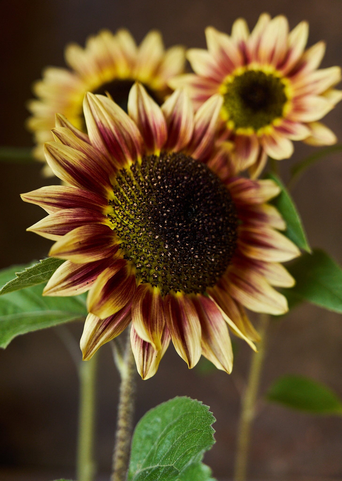 Solsikke 'Bicolour Marley' Seed 