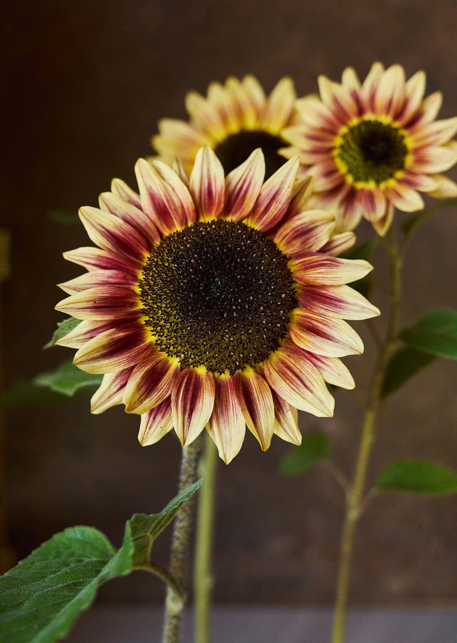 Solsikke 'Bicolour Marley' Seed 