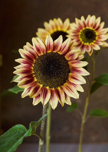 Solsikke 'Bicolour Marley' Seed 