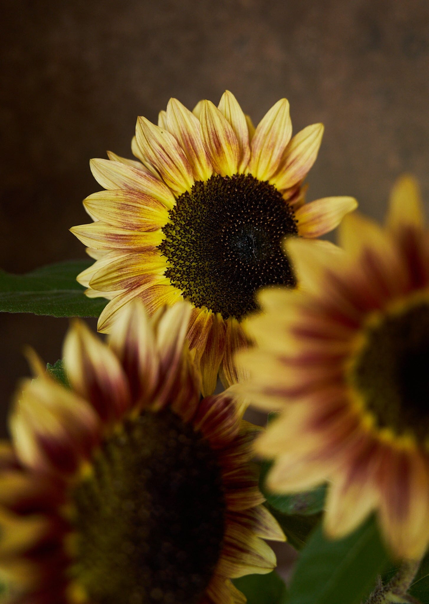 Solsikke 'Bicolour Marley' Seed 