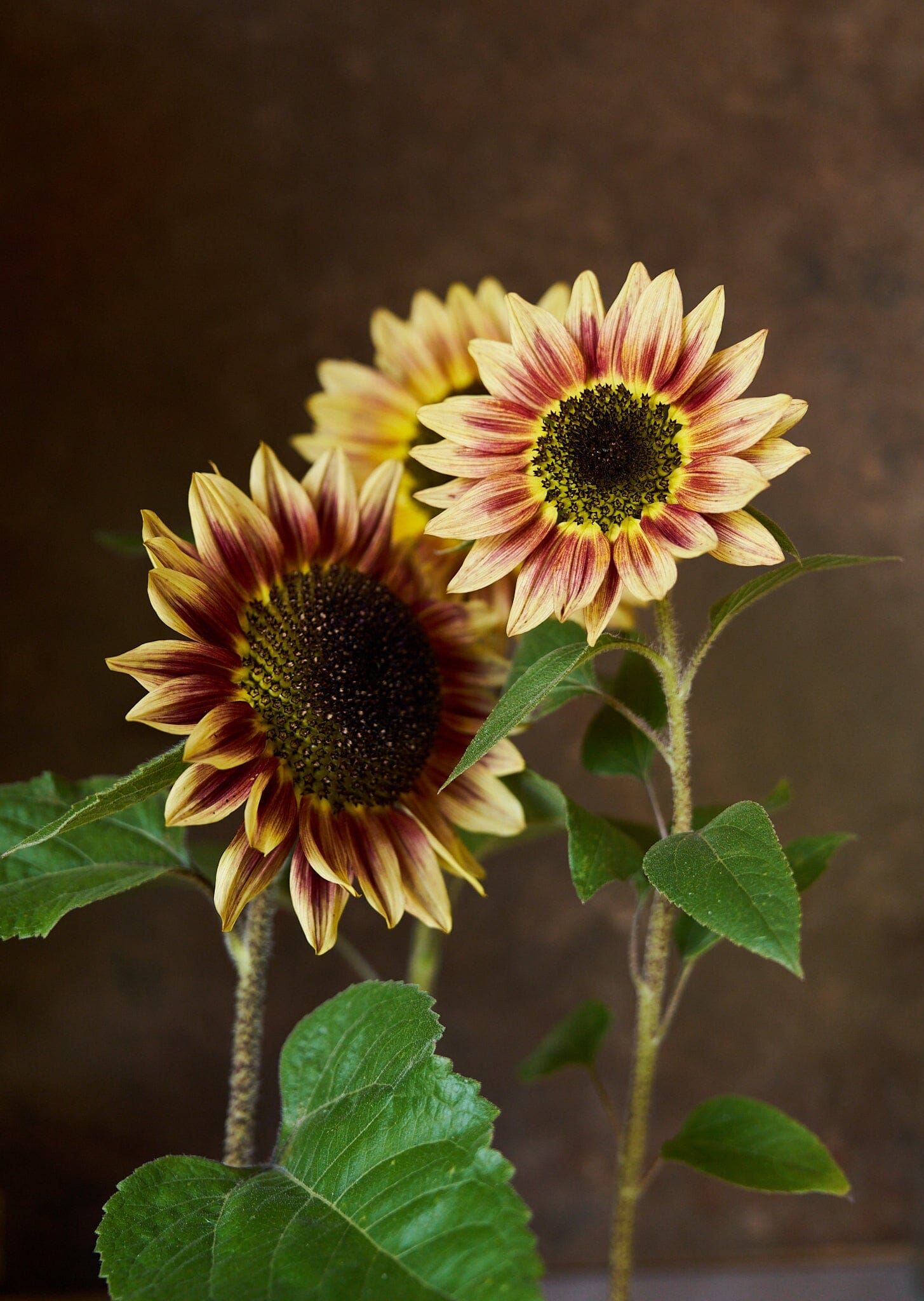 Solsikke 'Bicolour Marley' Seed 