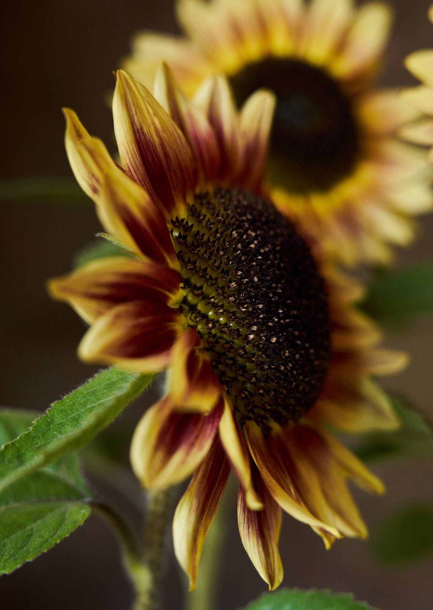 Solsikke 'Bicolour Marley' Seed 