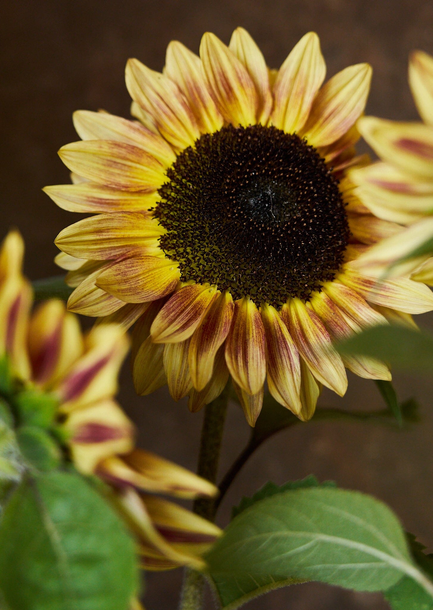 Solsikke 'Bicolour Marley' Seed 