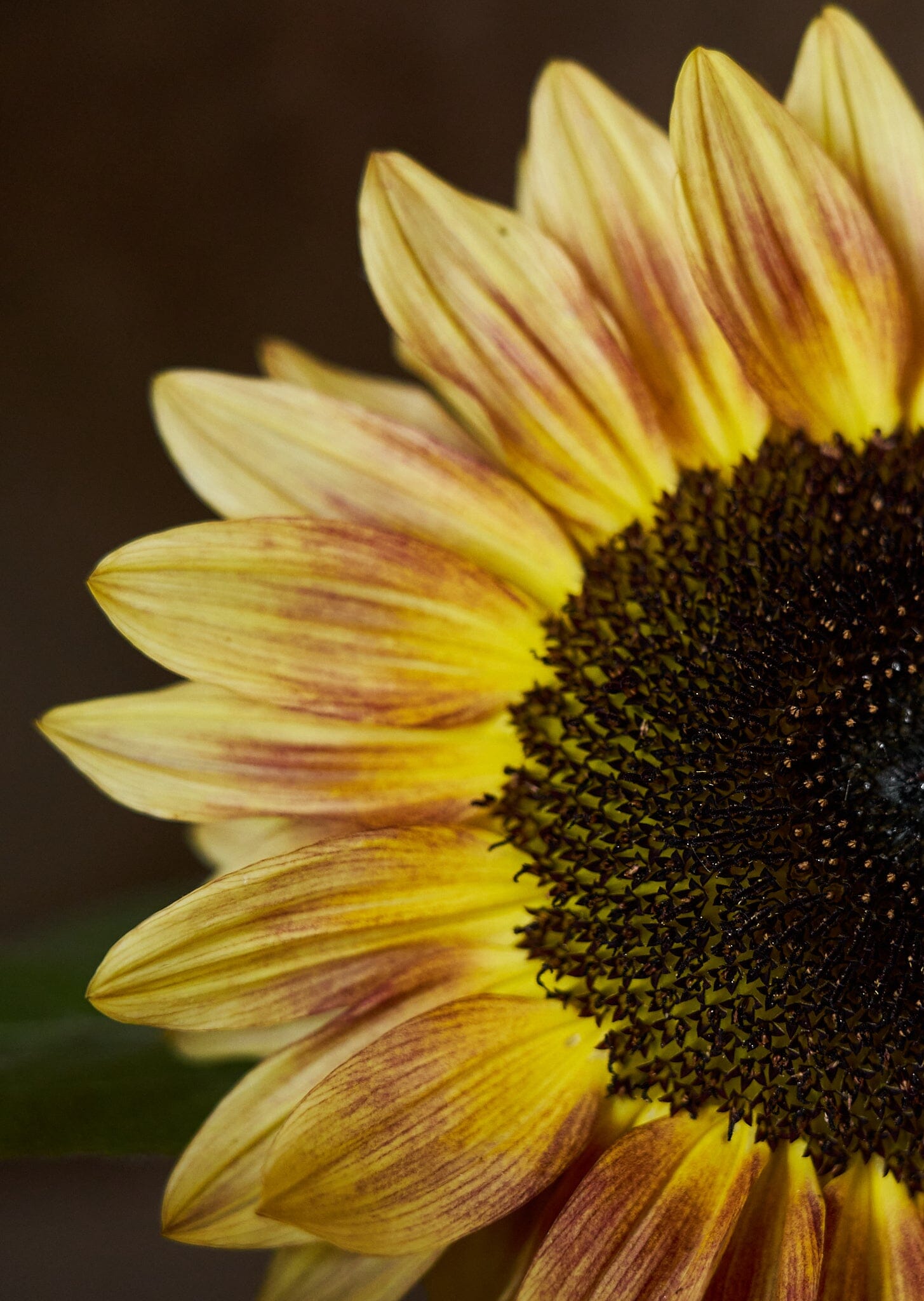 Solsikke 'Bicolour Marley' Seed 