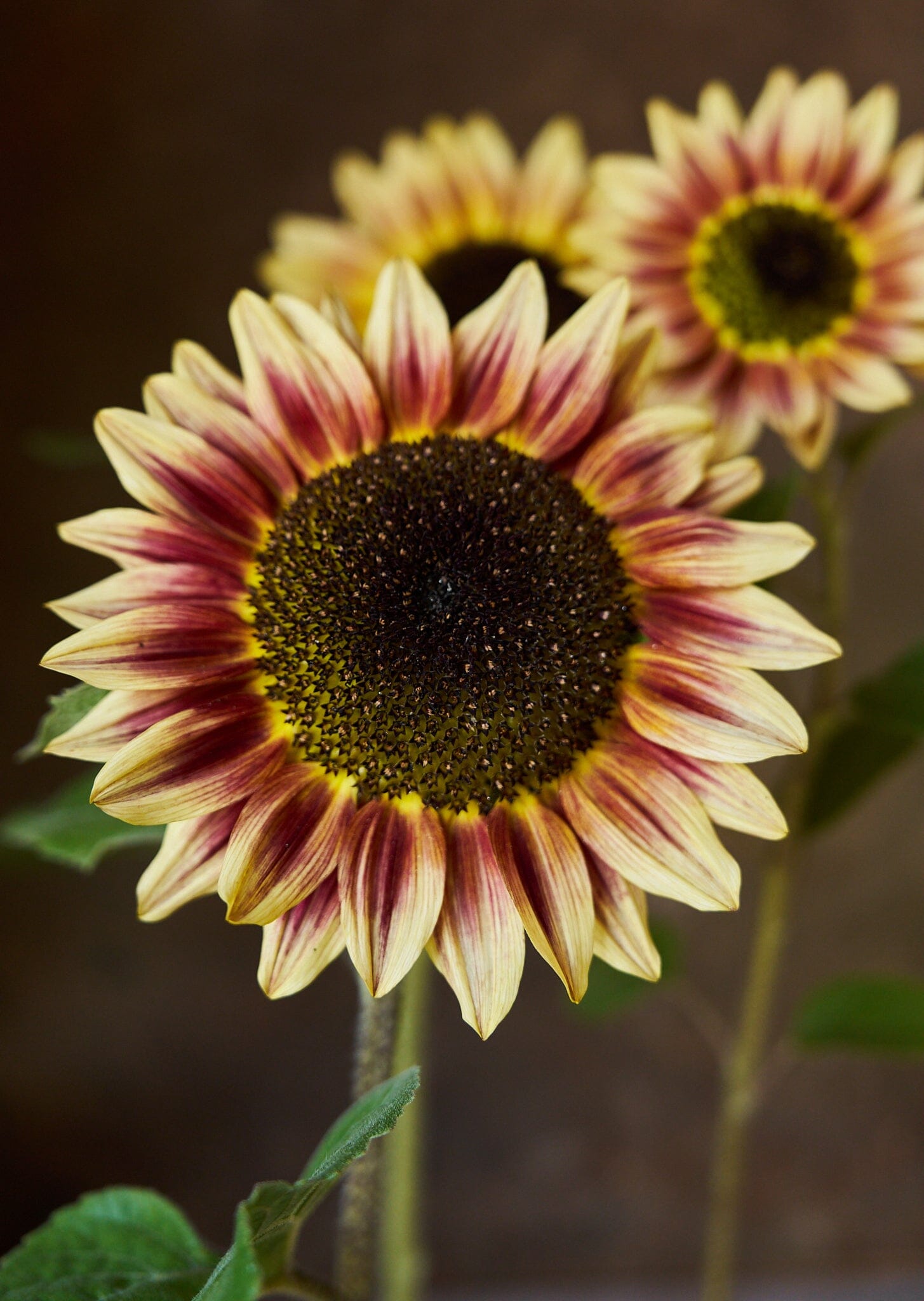 Solsikke 'Bicolour Marley' Seed 