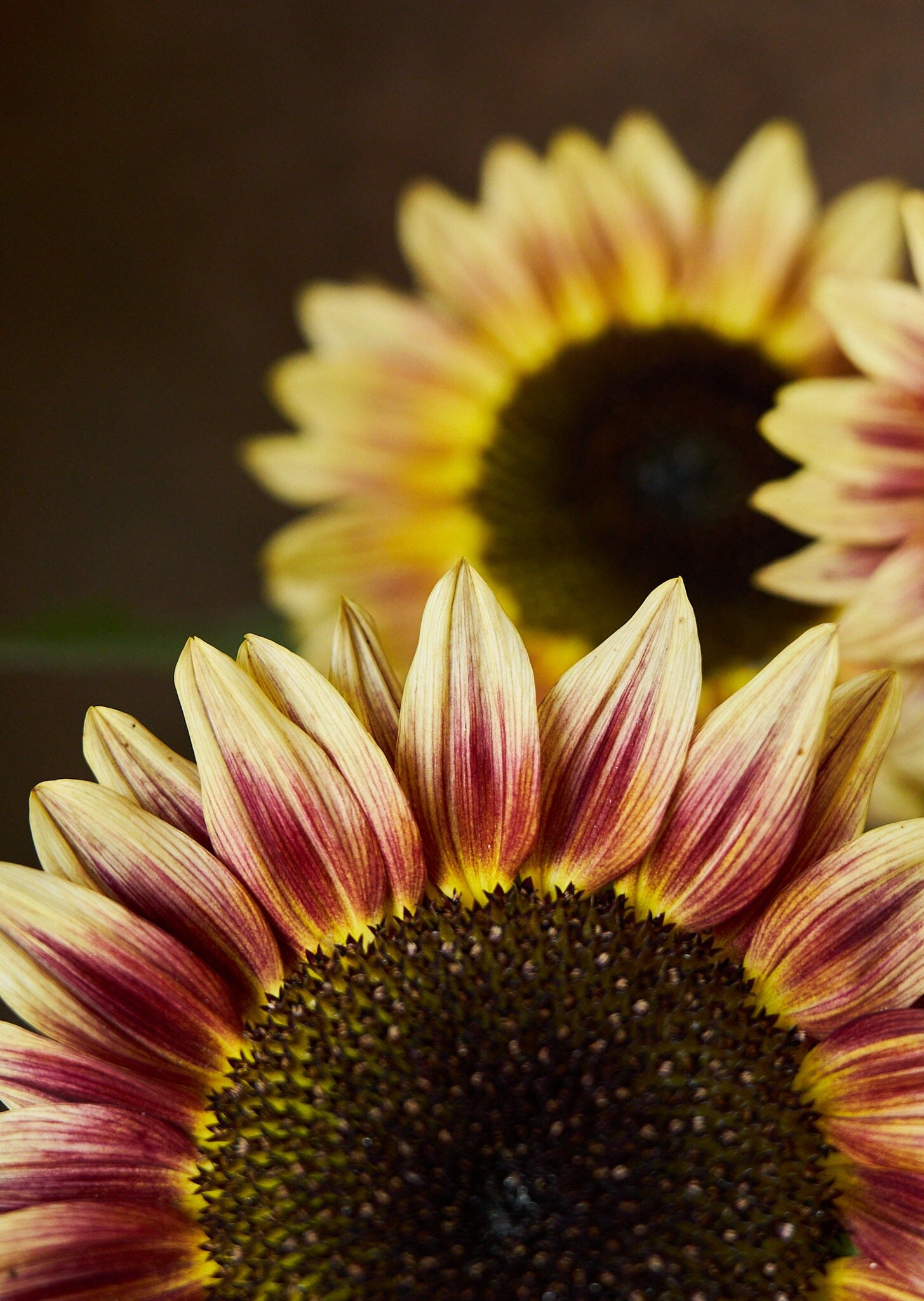 Solsikke 'Bicolour Marley' Seed 