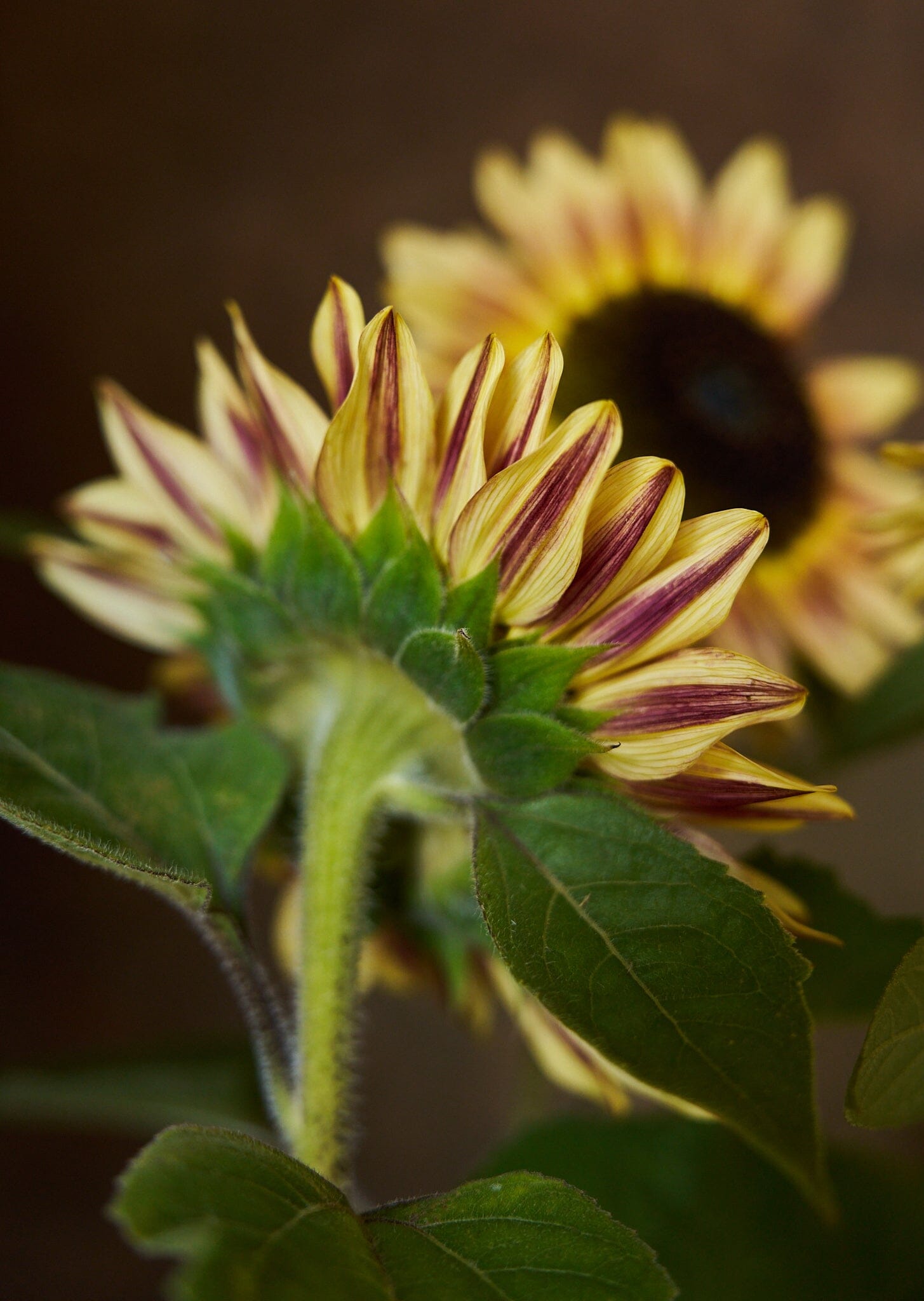 Solsikke 'Bicolour Marley' Seed 