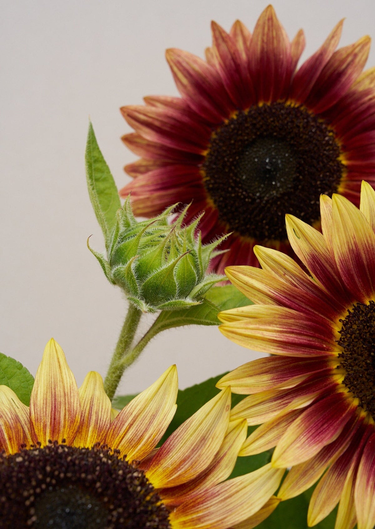 Solsikke 'Desert Sun' f Seed 