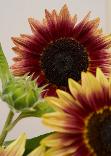 Solsikke 'Desert Sun' f Seed 