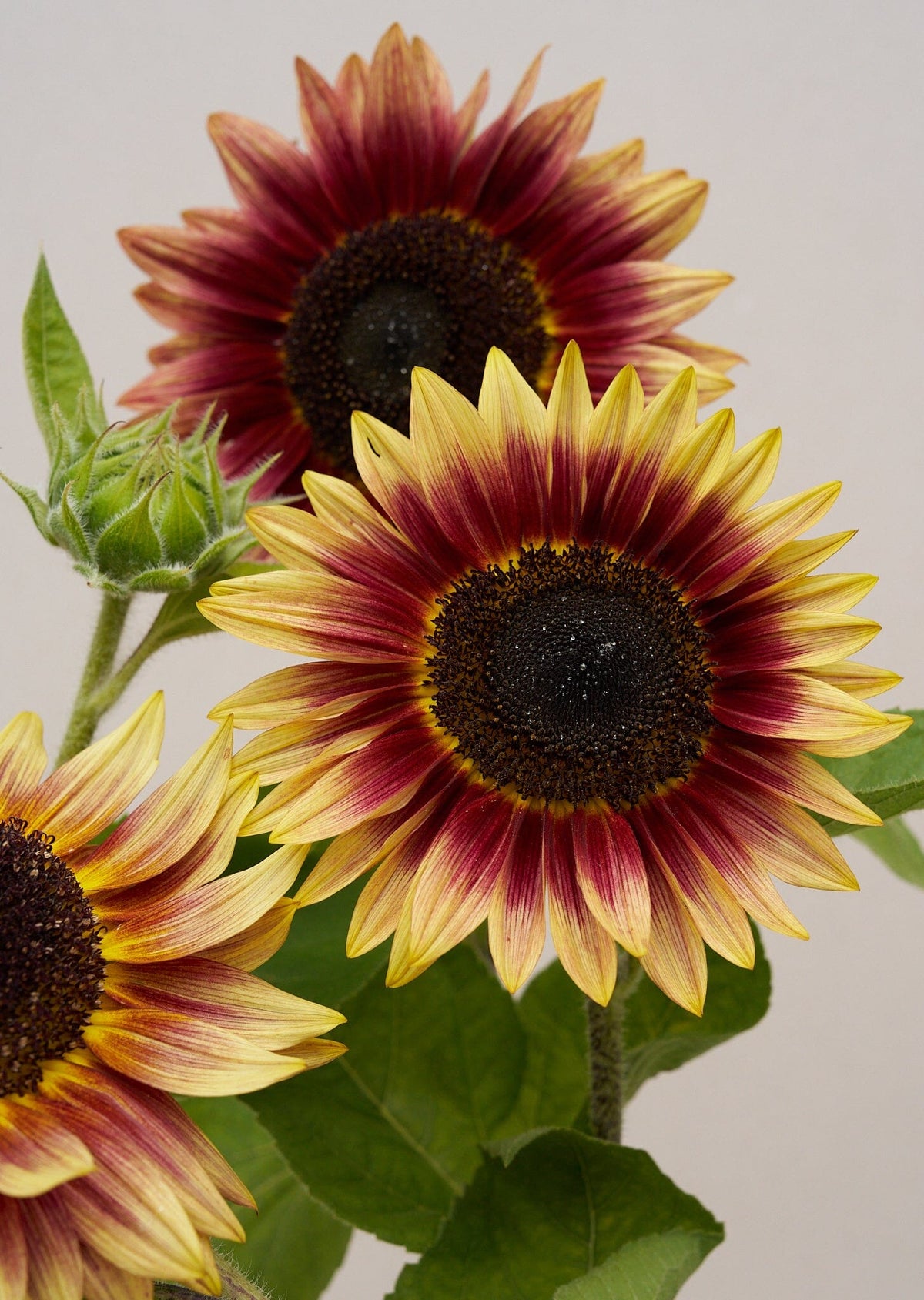 Solsikke 'Desert Sun' f Seed 