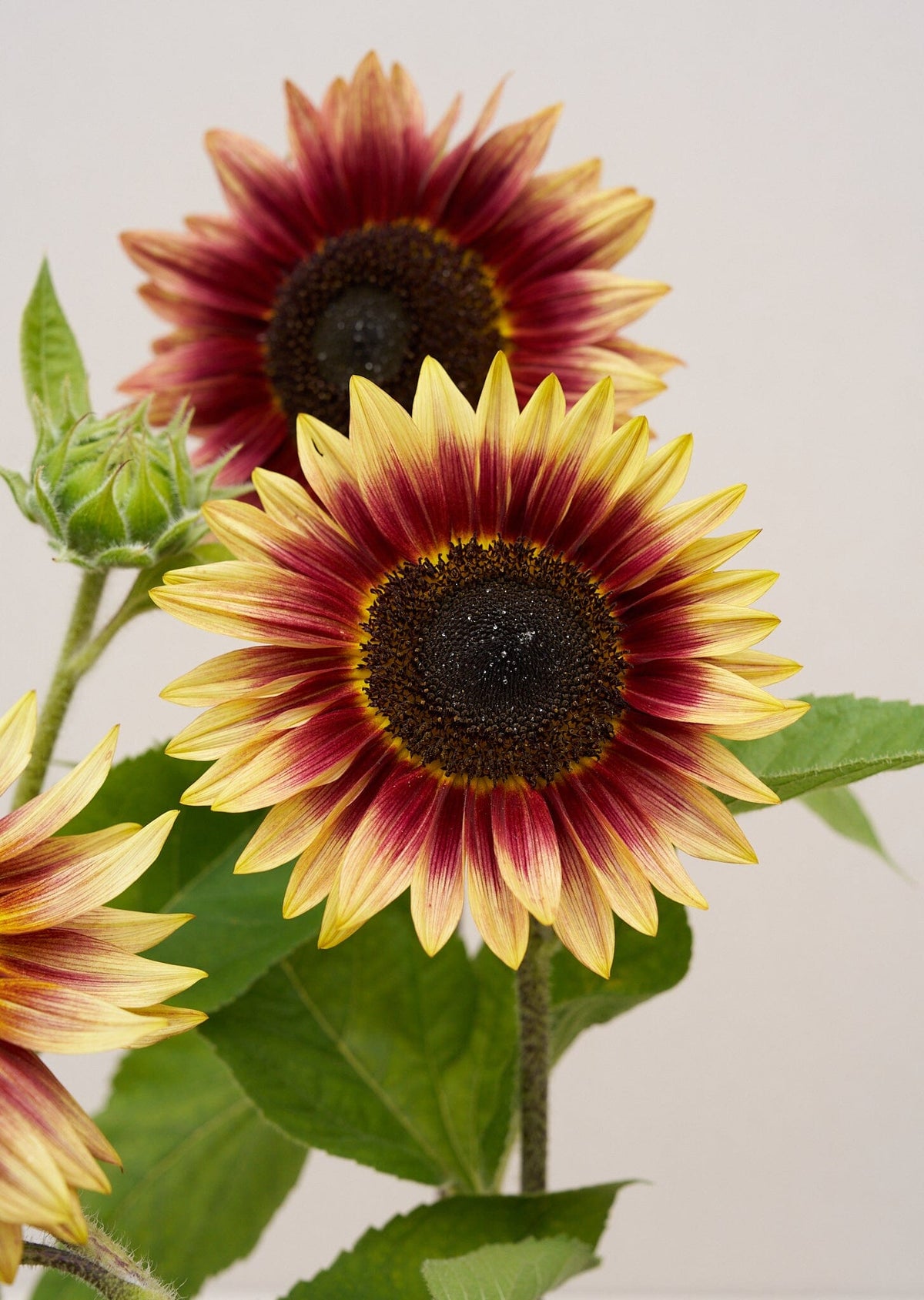 Solsikke 'Desert Sun' f Seed 