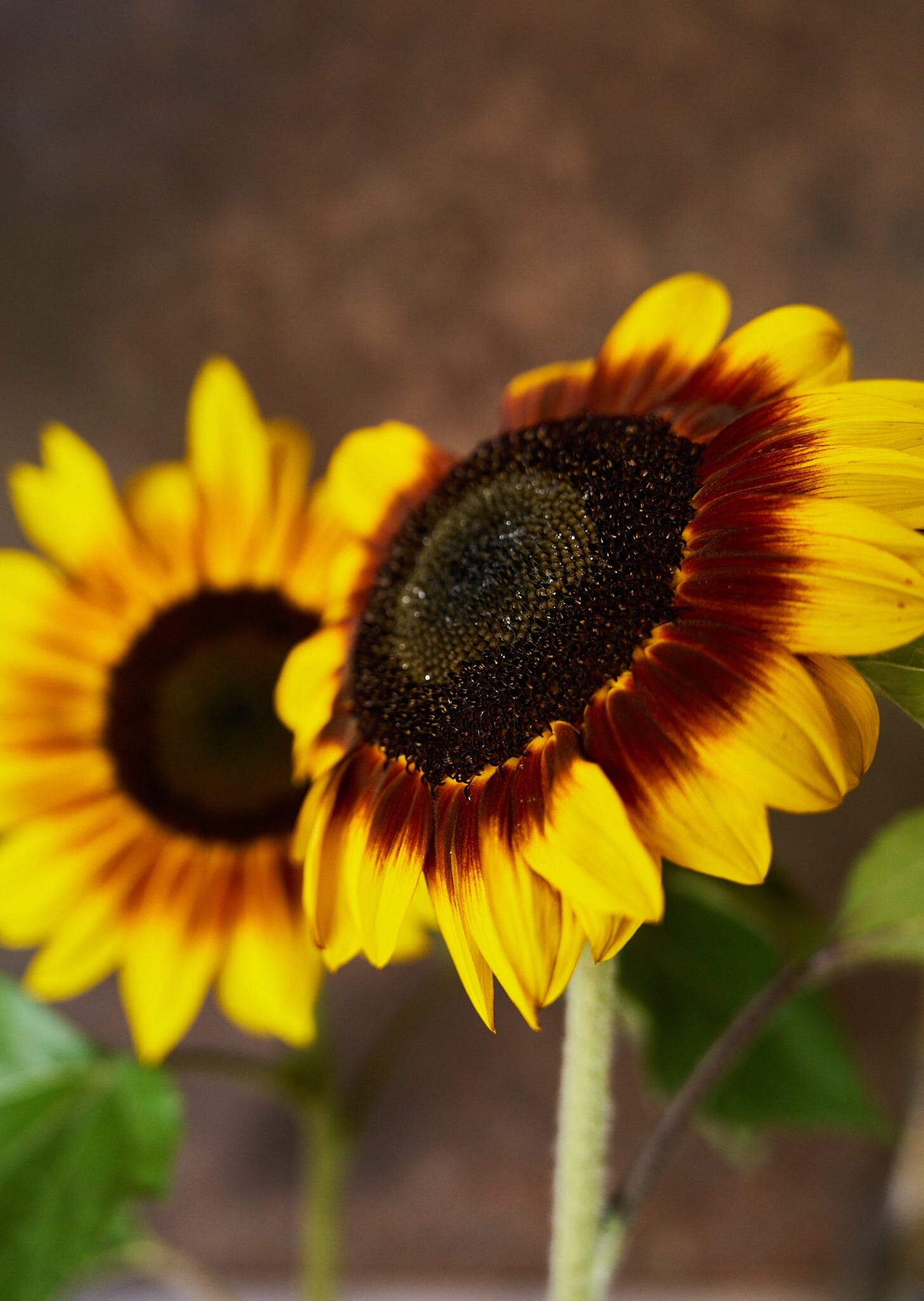Solsikke 'Orange Mahogany Bicolour' Seed 