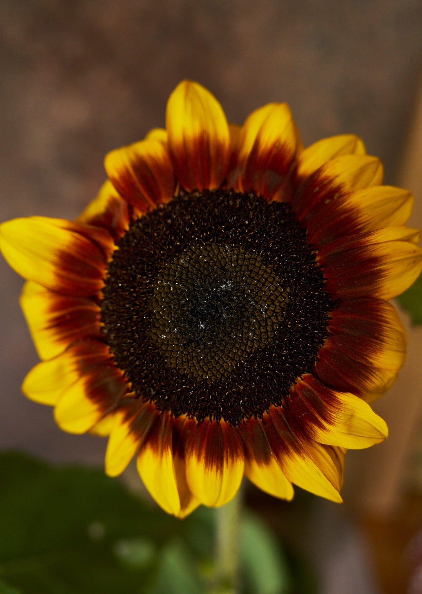 Solsikke 'Orange Mahogany Bicolour' Seed 