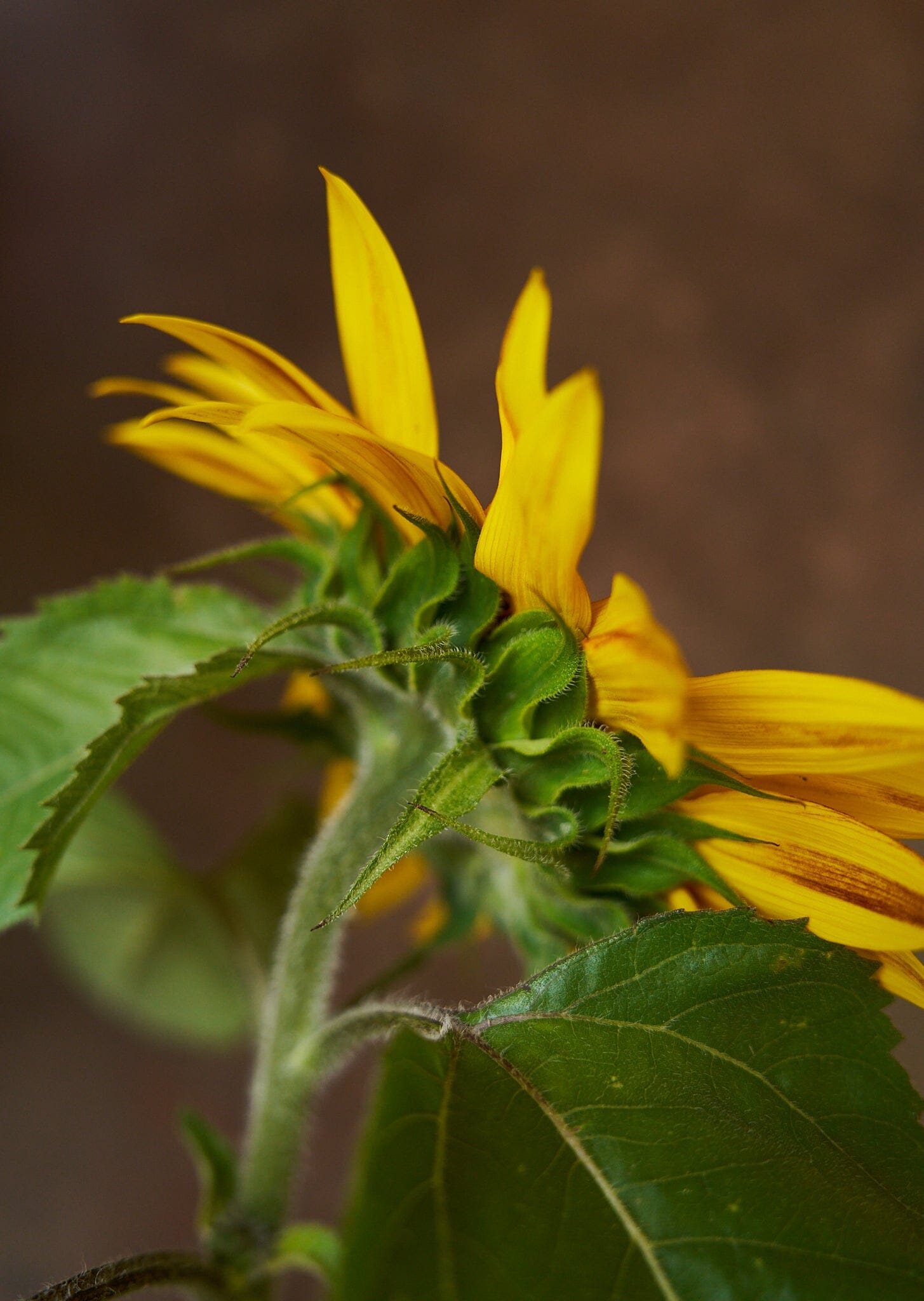 Solsikke 'Orange Mahogany Bicolour' Seed 