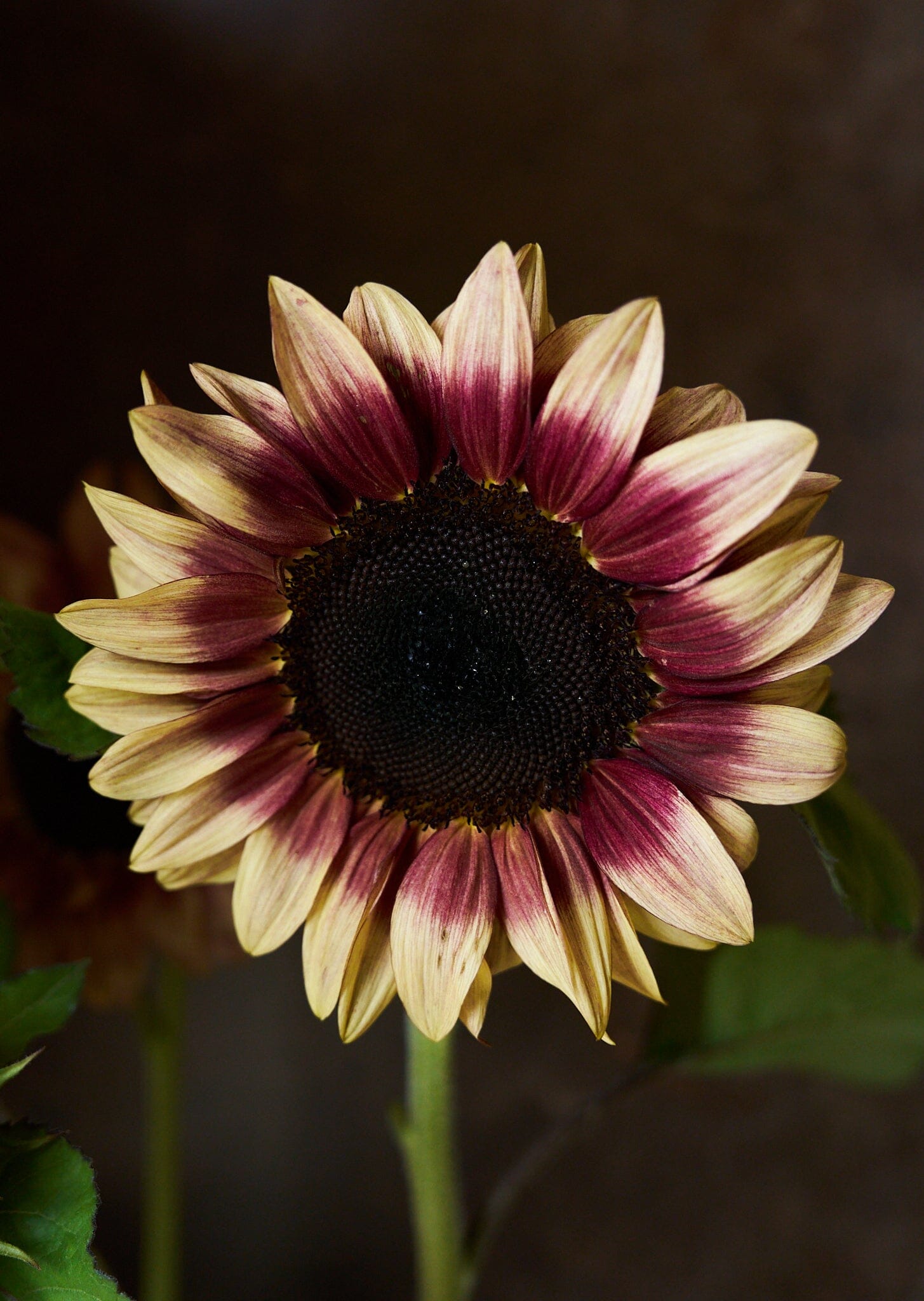 Solsikke 'Pro Cut Plum F1' Seed 